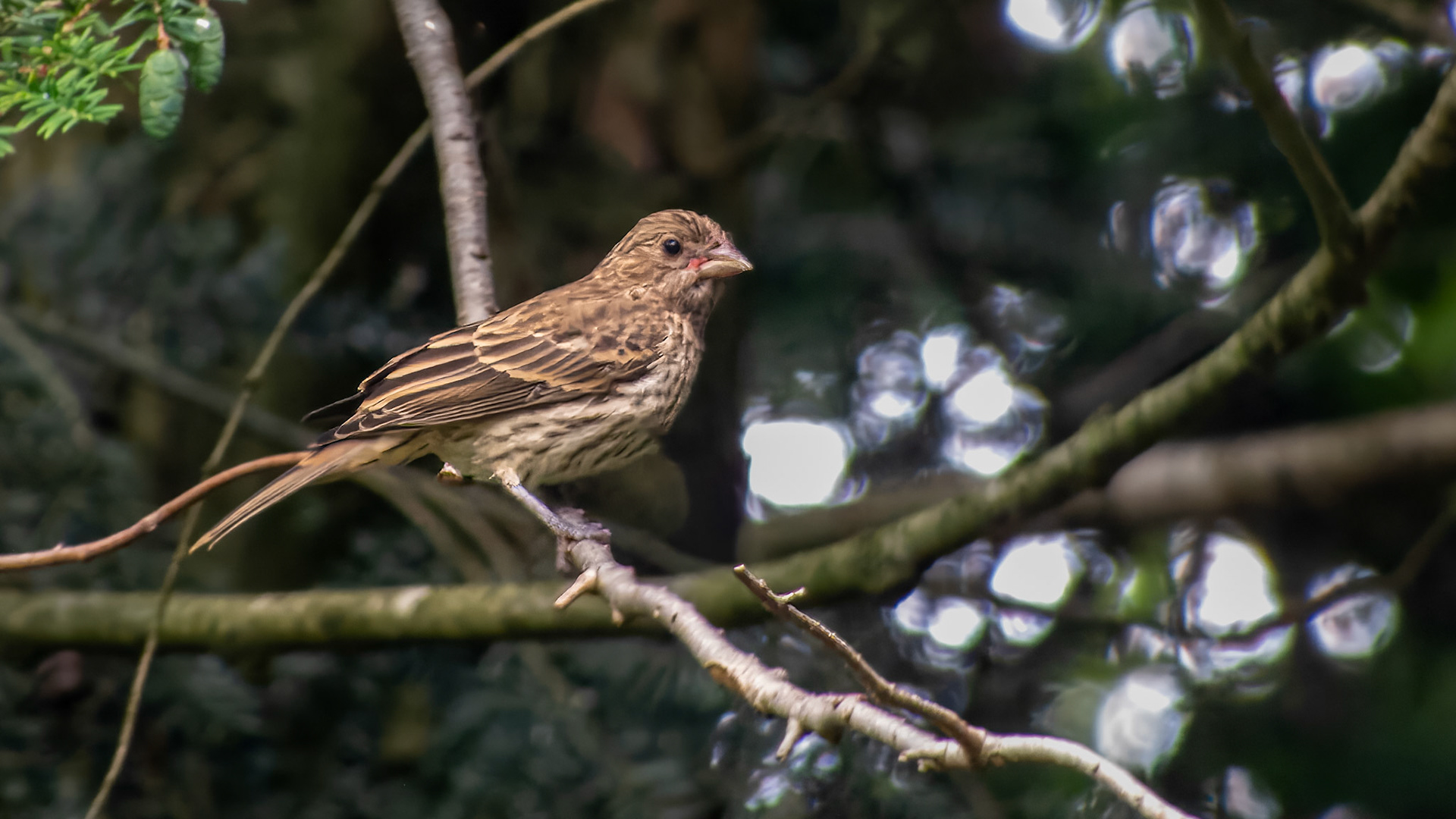 House Finch at Mt Royal, Dover Pa