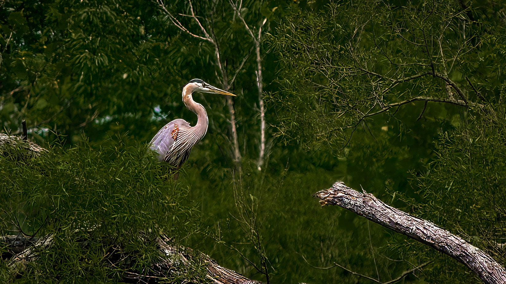 Great Blue Heron @ Rush Creek Lake,