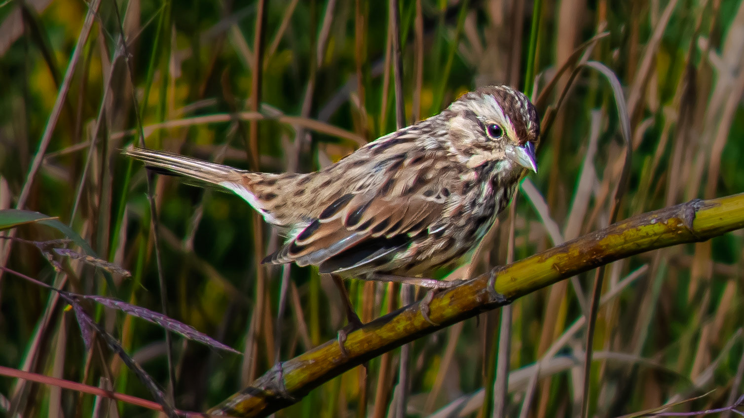 Song Sparrow  @ Scioto Audubon Park-Columbus, Oh