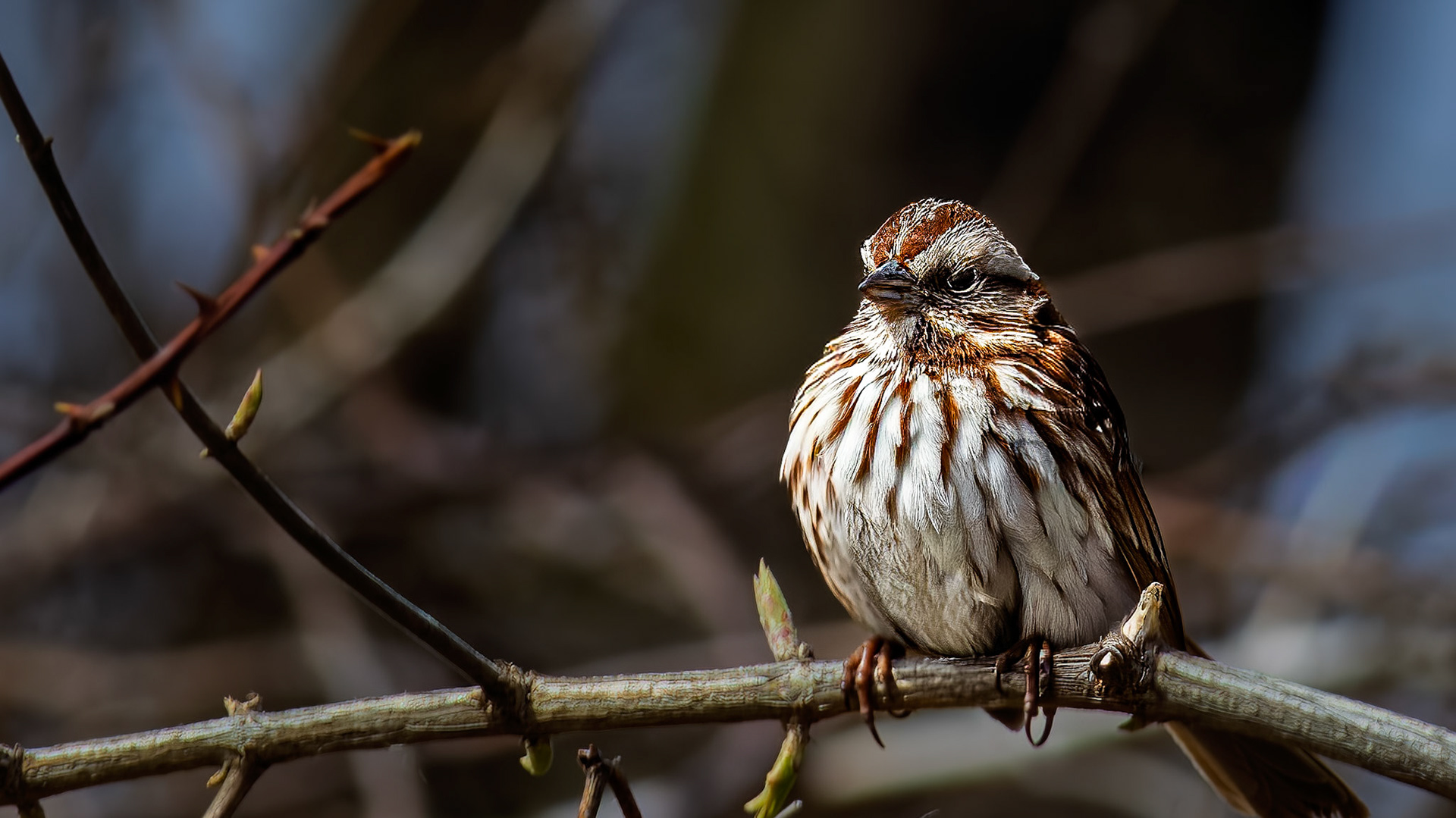 Song Sparrow @ Scioto Audubon Park-Columbus, Oh
