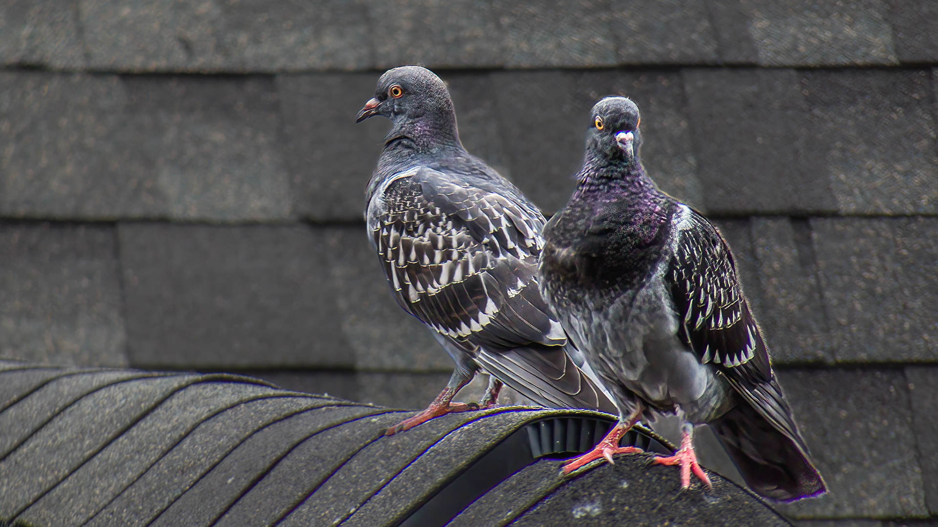 Rock Pigeon @ Harrison West, Columbus Oh