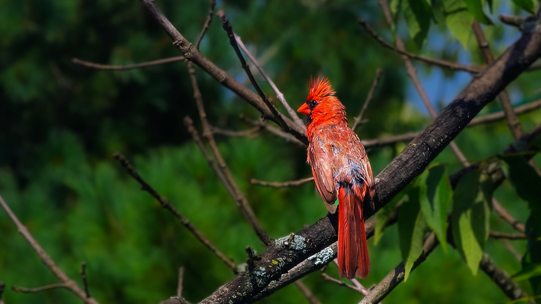 Northern Cardinal @ McNaughten Place,  Columbus Oh