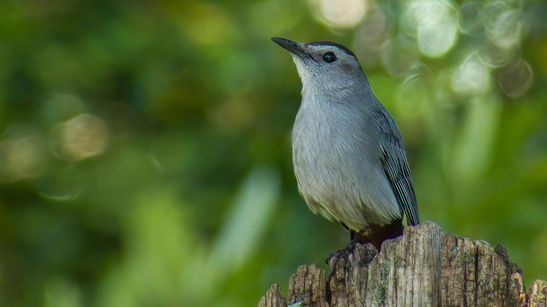 Gray Catbird @ Mount Royal,  Dover Pa