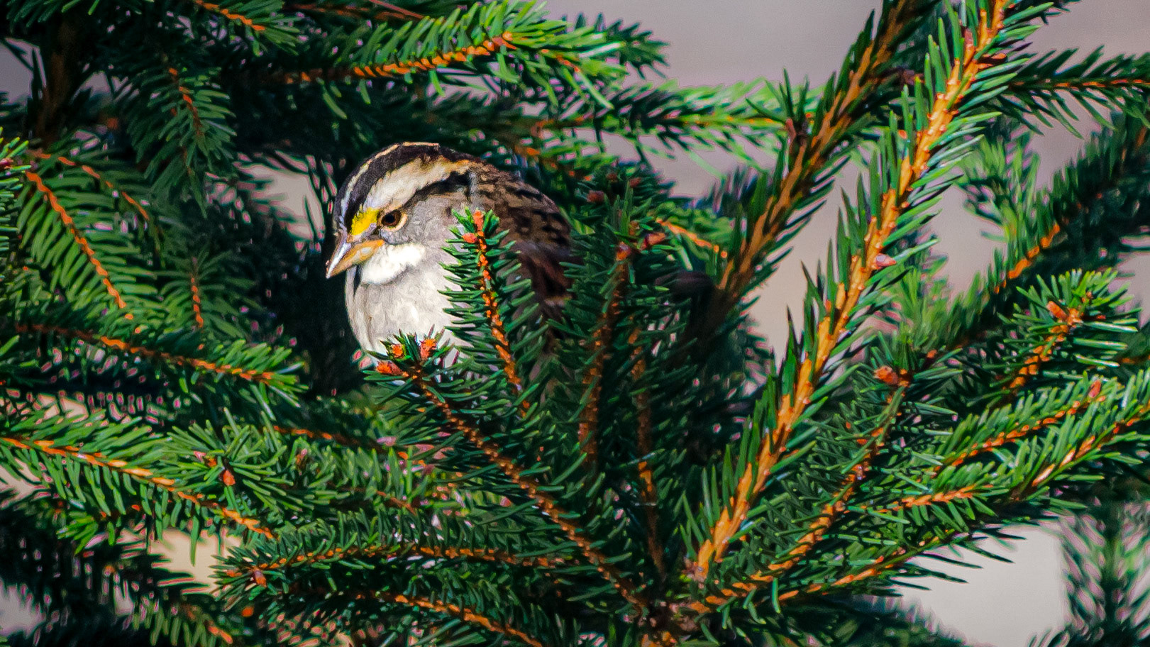 Birds, Whitethroated Sparrow CQ @  McNaughten Place, Columbus, Ohio