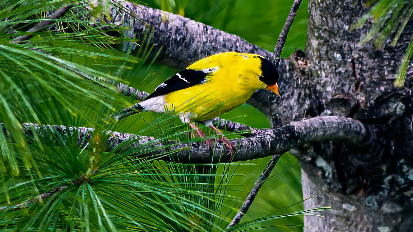 American Goldfinch @ McNaughten Place,  Columbus Oh