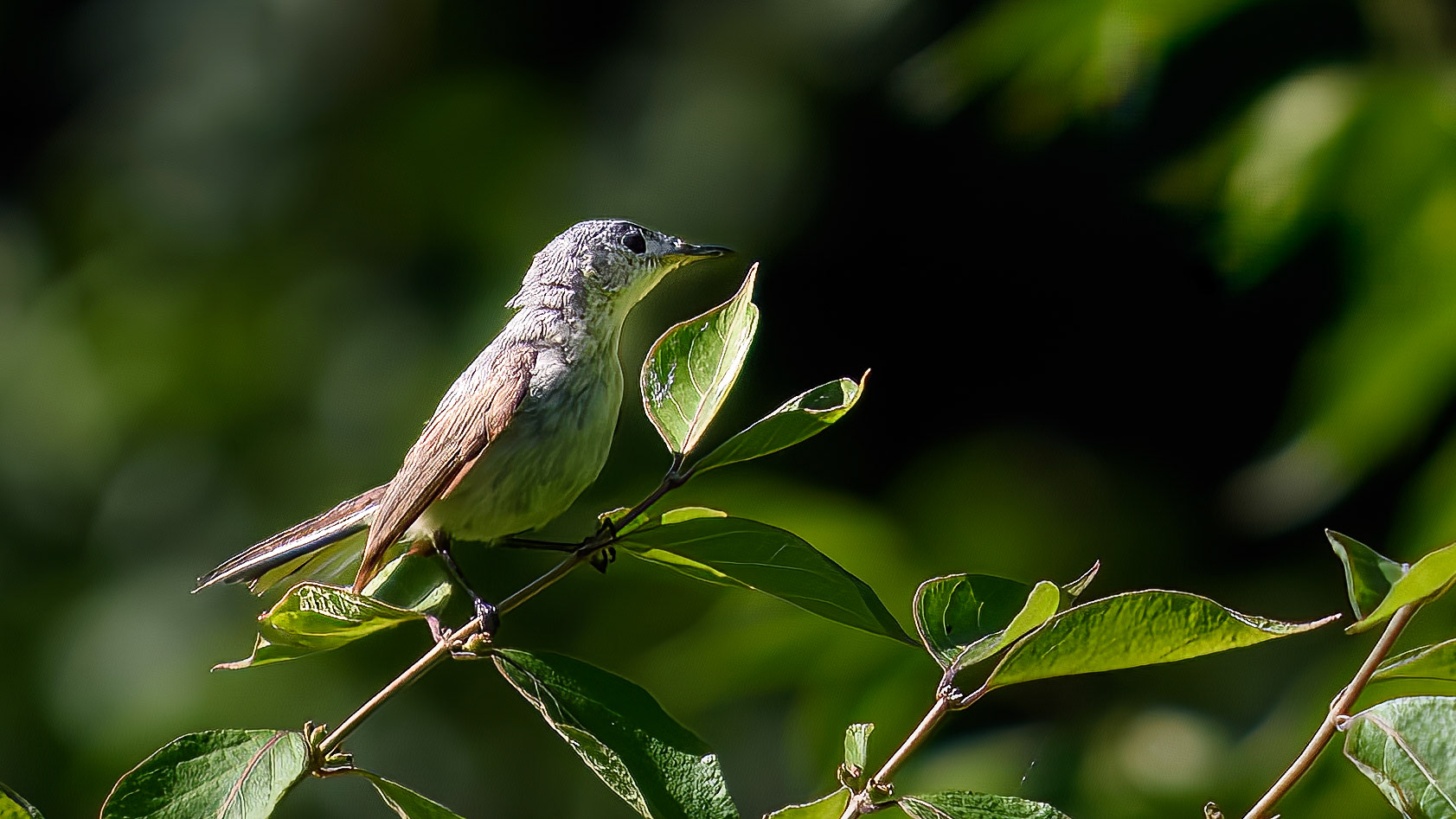 Blue-gray Gnatcatcher @  ⁨Scioto Audubon Metro Park⁩, ⁨Columbus⁩, ⁨Ohio⁩