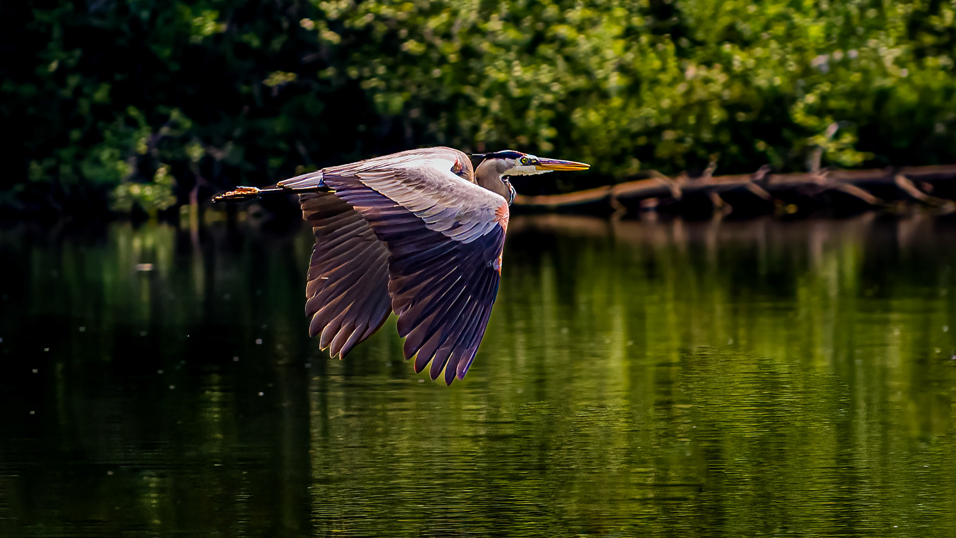 Great Blue Heron @ Rushcreek Lake, Rushville Oh