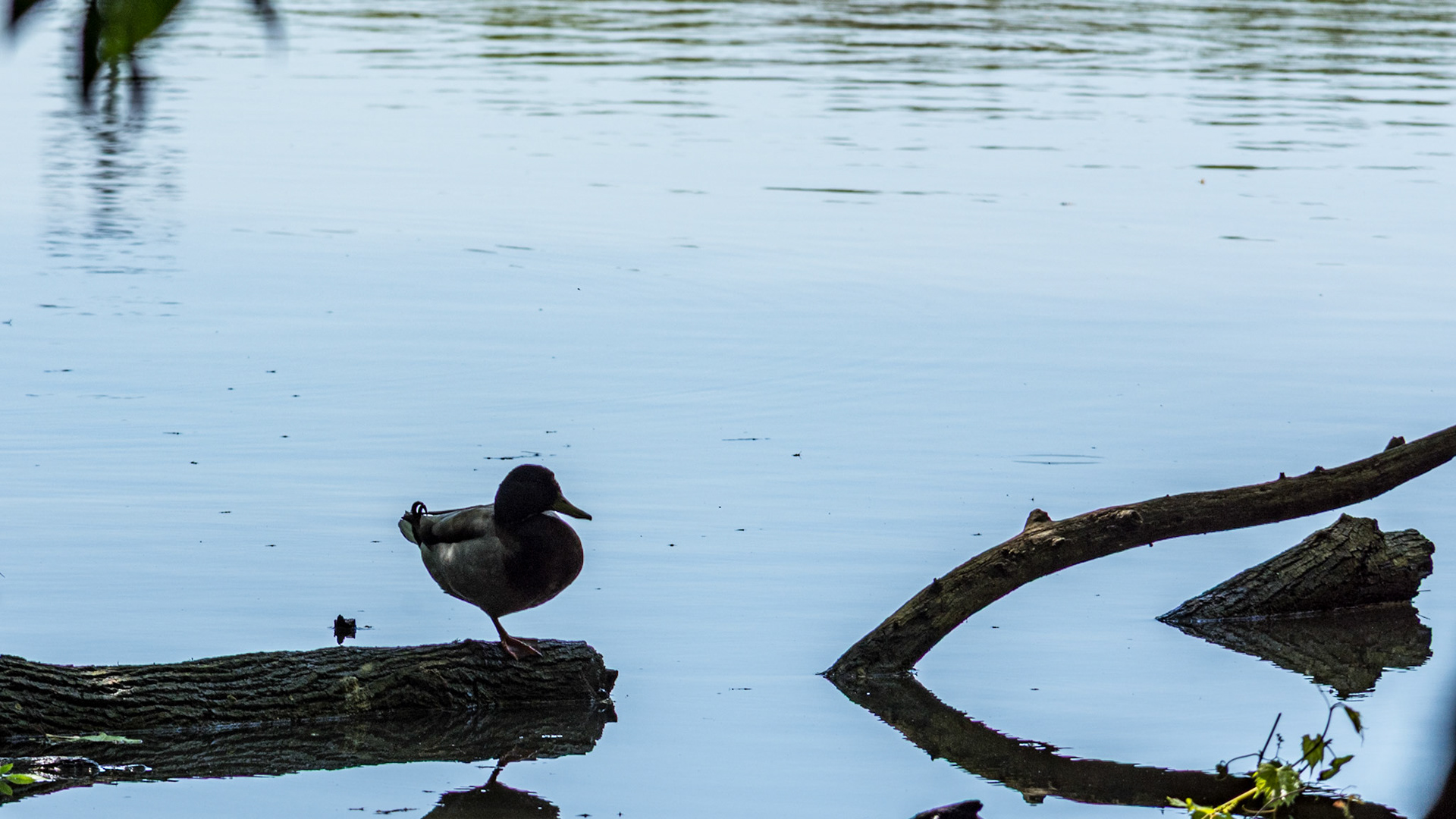 Mallard  @ Scioto Audubon Park-Columbus, Oh