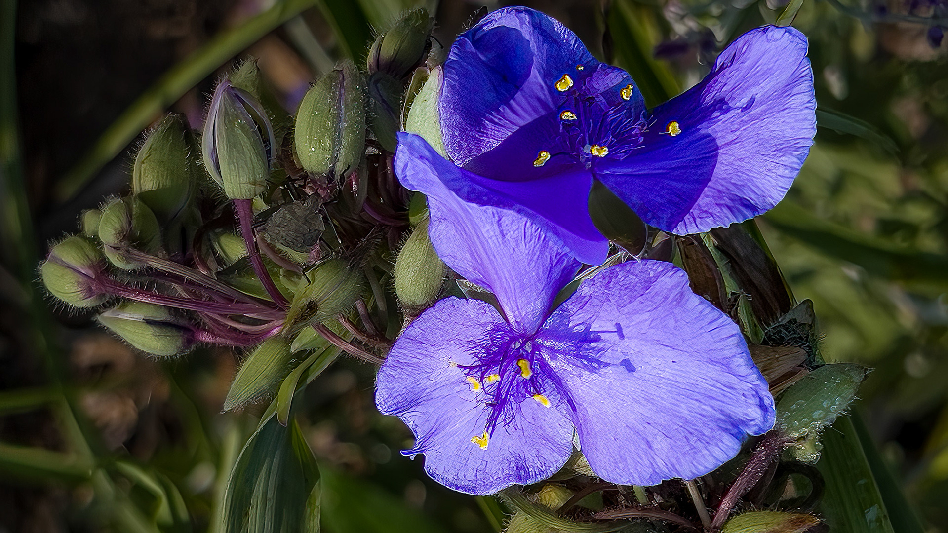 9/16/22-⁨Dawes Arboretum-Heath⁩, ⁨Ohio⁩, ⁨United States⁩