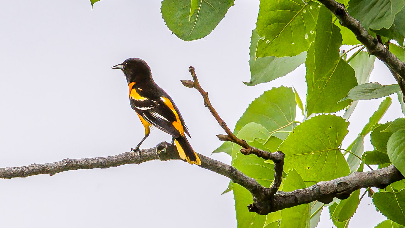 Baltimore Oriole @ Audubon Park,  Columbus Oh