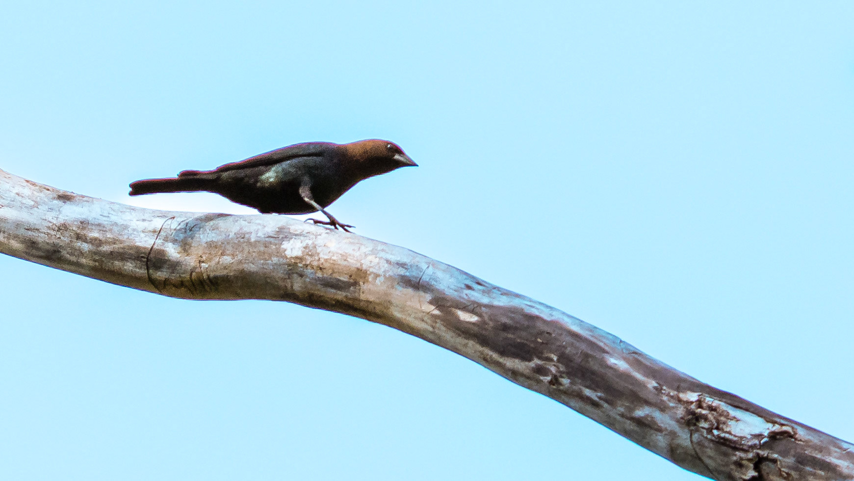 Birds, Brown-headed Cowbird @ -⁨Scioto Audubon Metro Park⁩, ⁨Columbus⁩, ⁨Ohio⁩