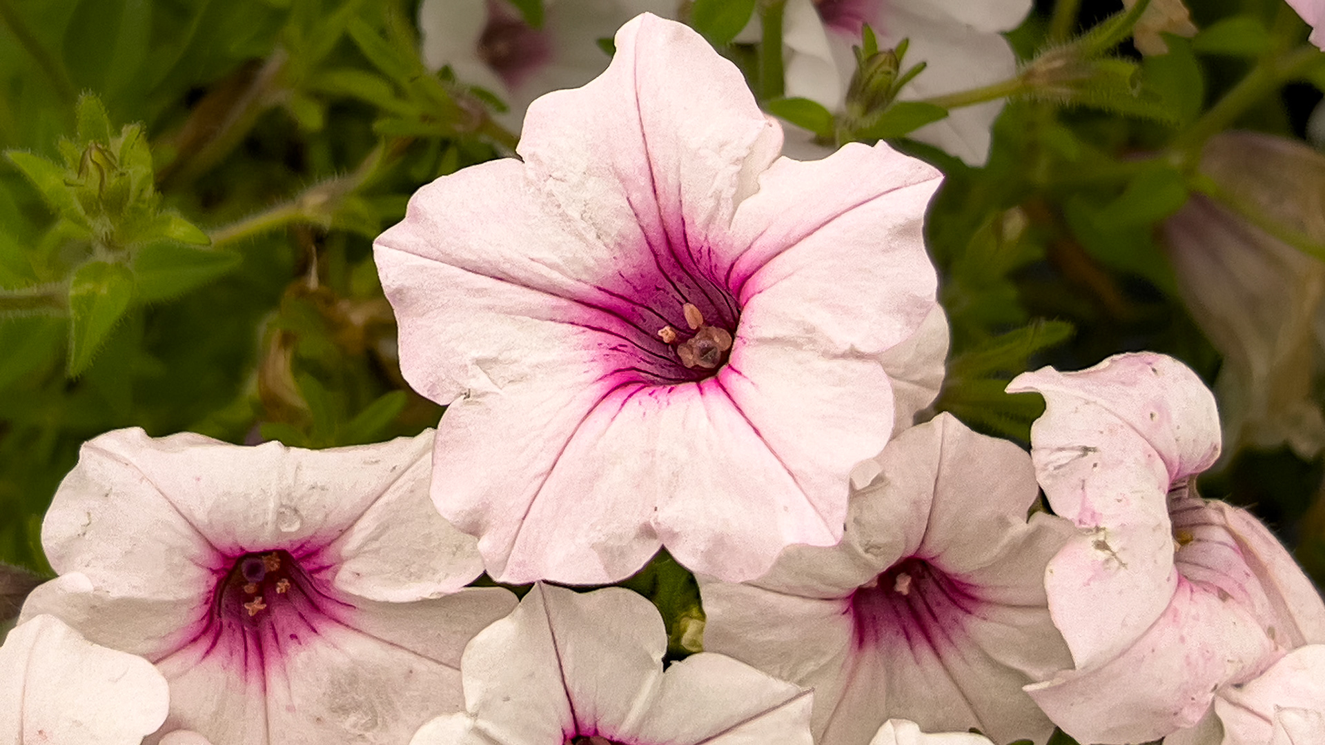 20250701-⁨Goodale Park⁩, ⁨Columbus⁩, ⁨Ohio⁩