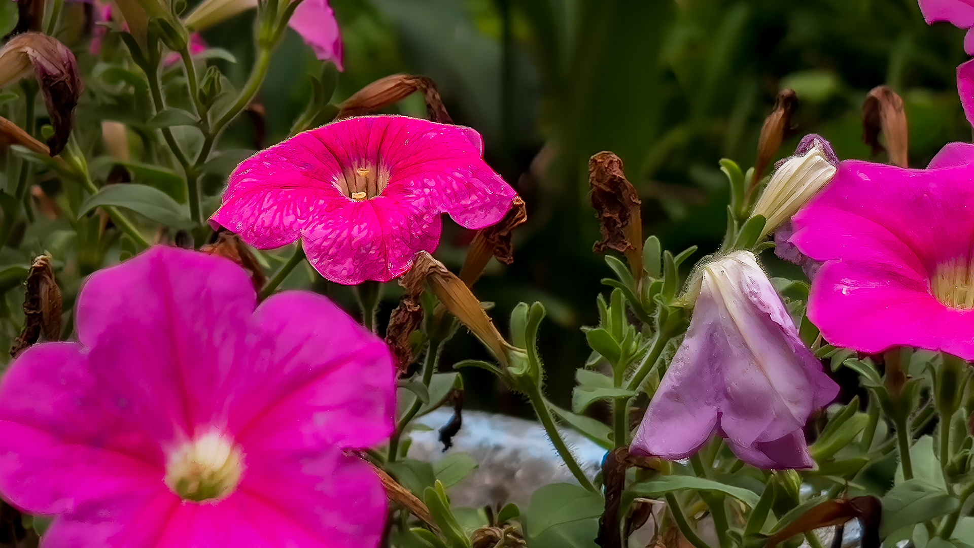 8/31/24 @ Mount Royal, Dover Pa