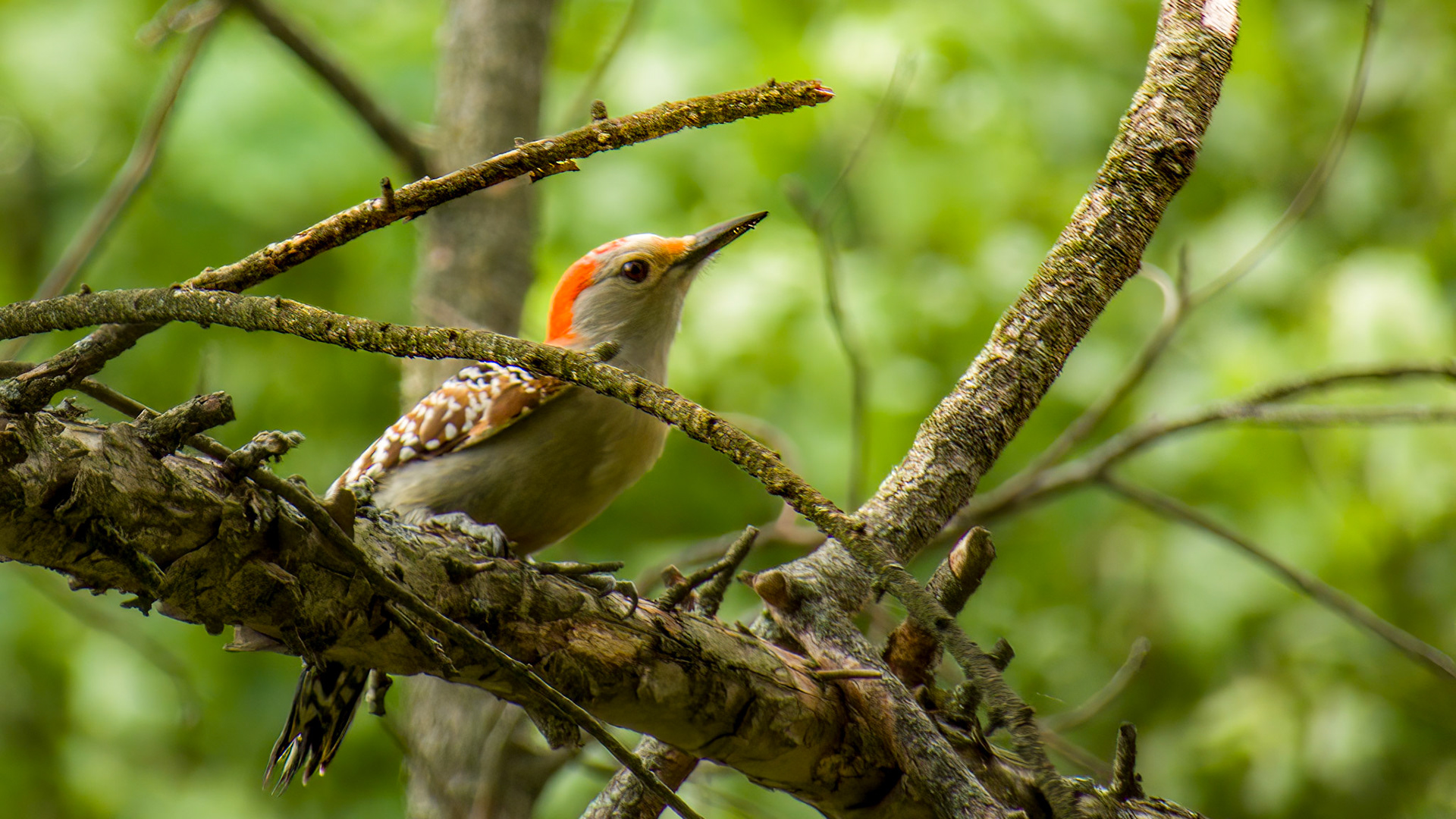Redbellied Woodpecker @ Mount Royal,  Dover Pa