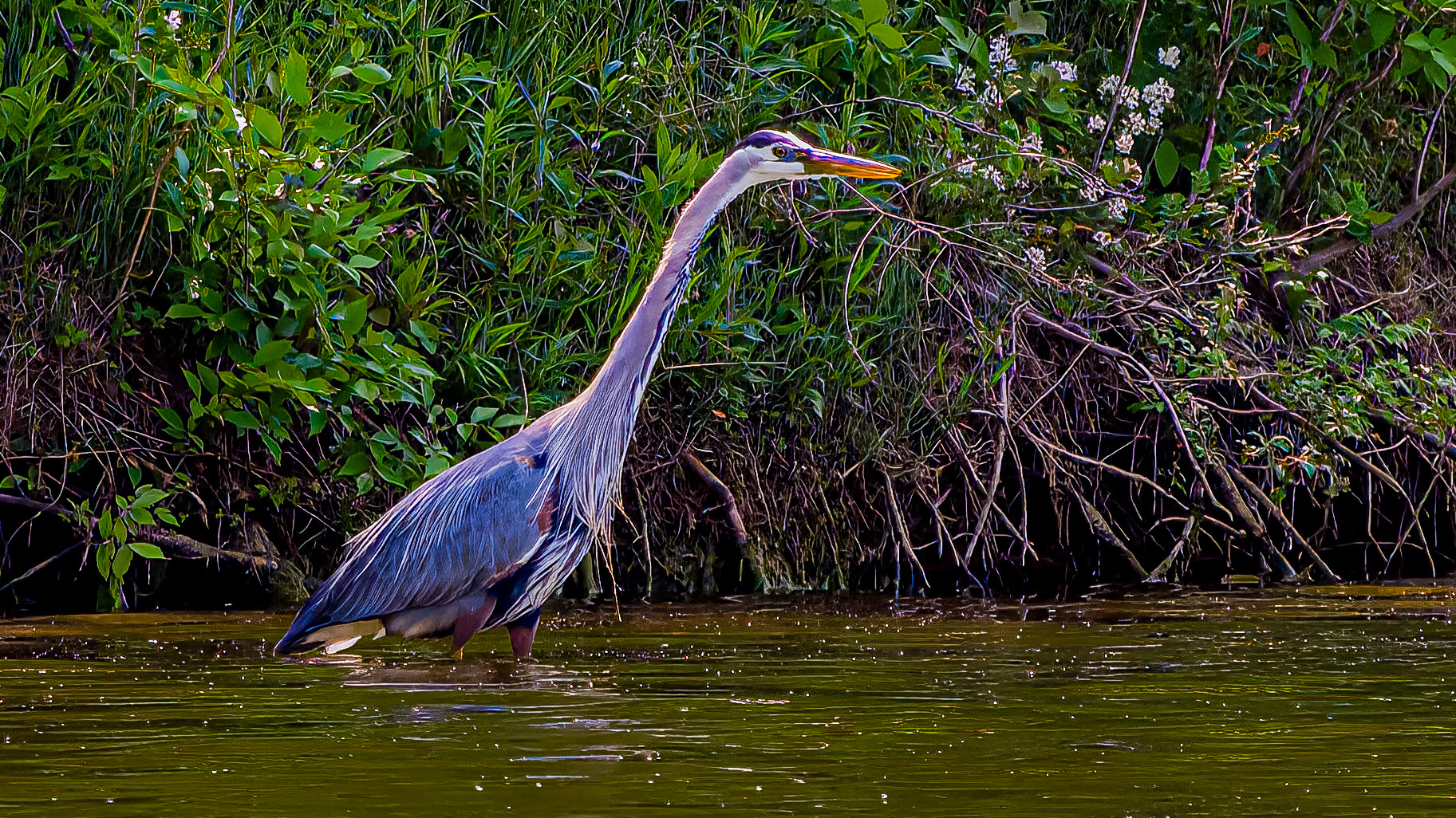 Great Blue Heron @ Rush Creek Lake,