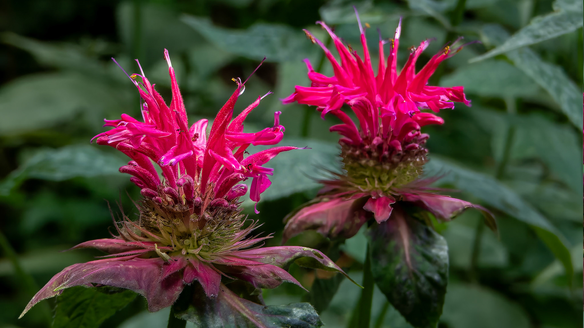 7/3/23-⁨Dover⁩, ⁨Susquehanna Valley⁩, ⁨United States⁩
