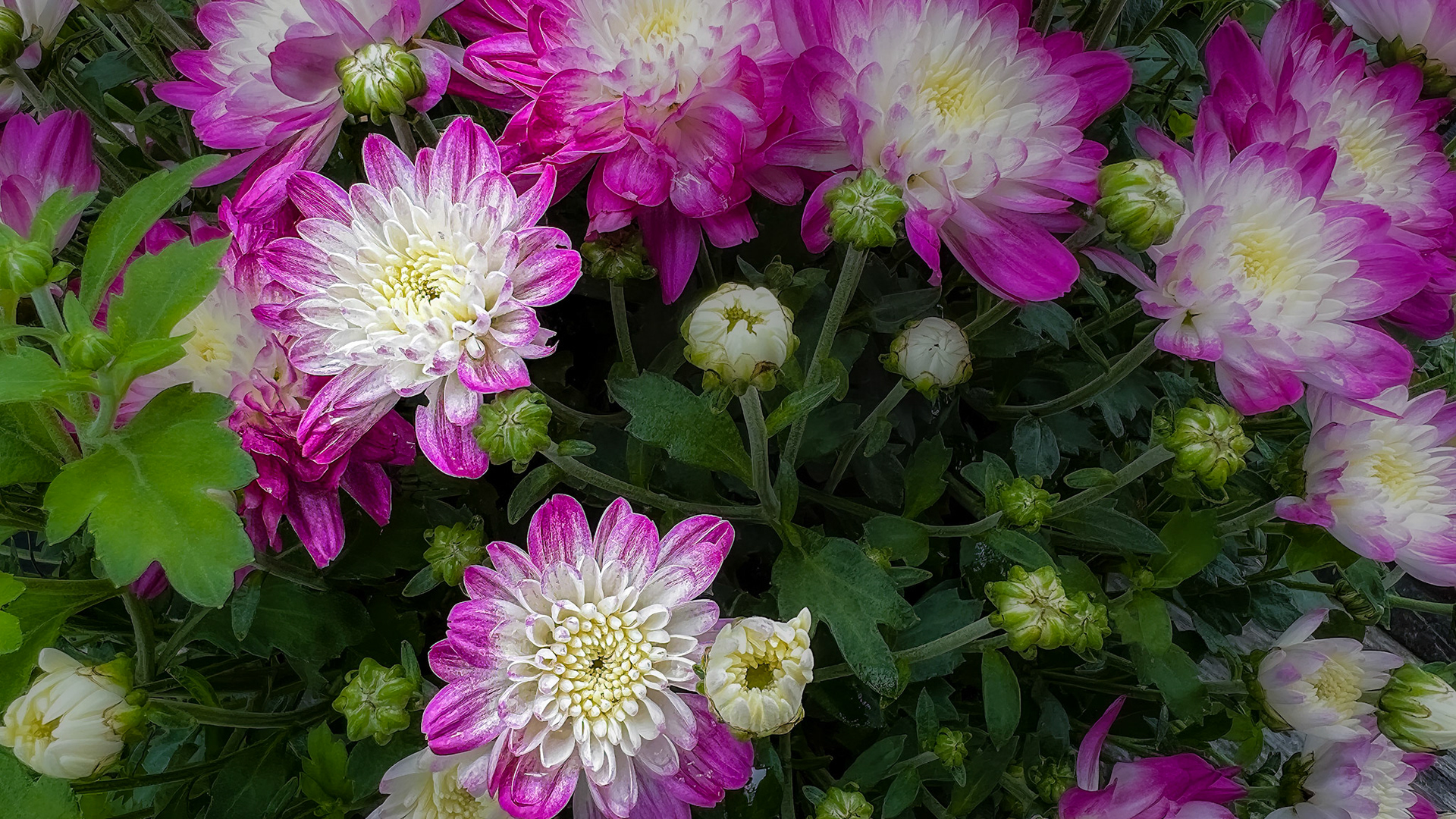 8/9/22-⁨Utica⁩, ⁨Ohio⁩, ⁨United States⁩