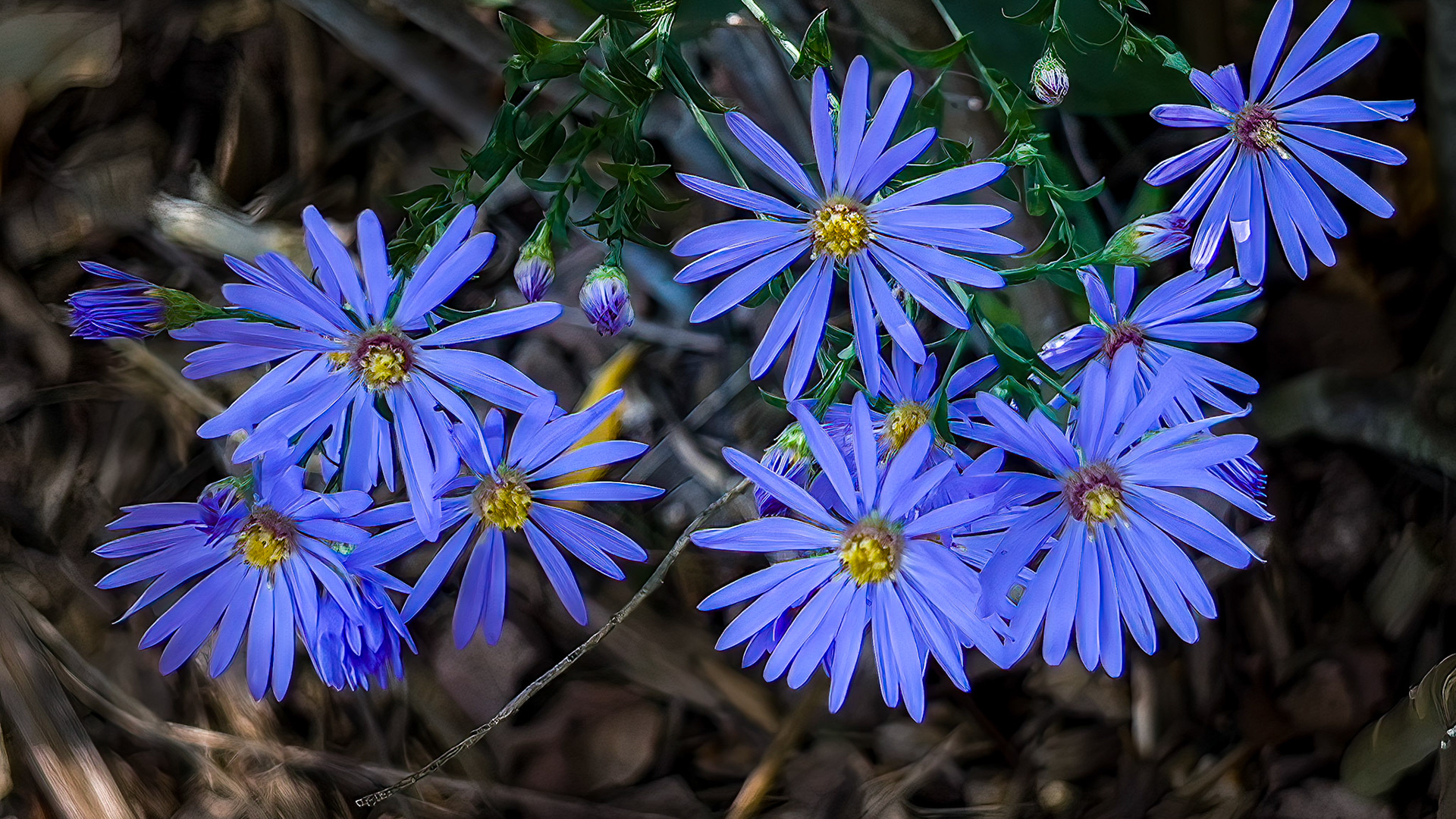 9/16/22-⁨Dawes Arboretum-Heath⁩, ⁨Ohio⁩, ⁨United States⁩