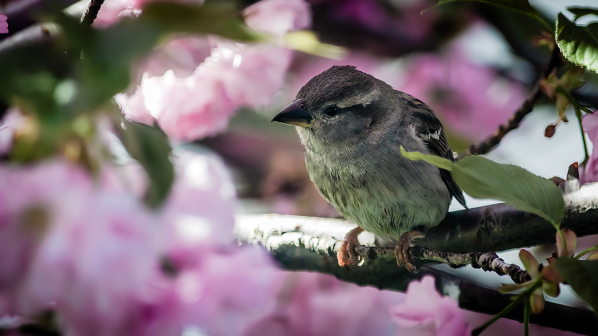 House Sparrow @ McNaughten Place,