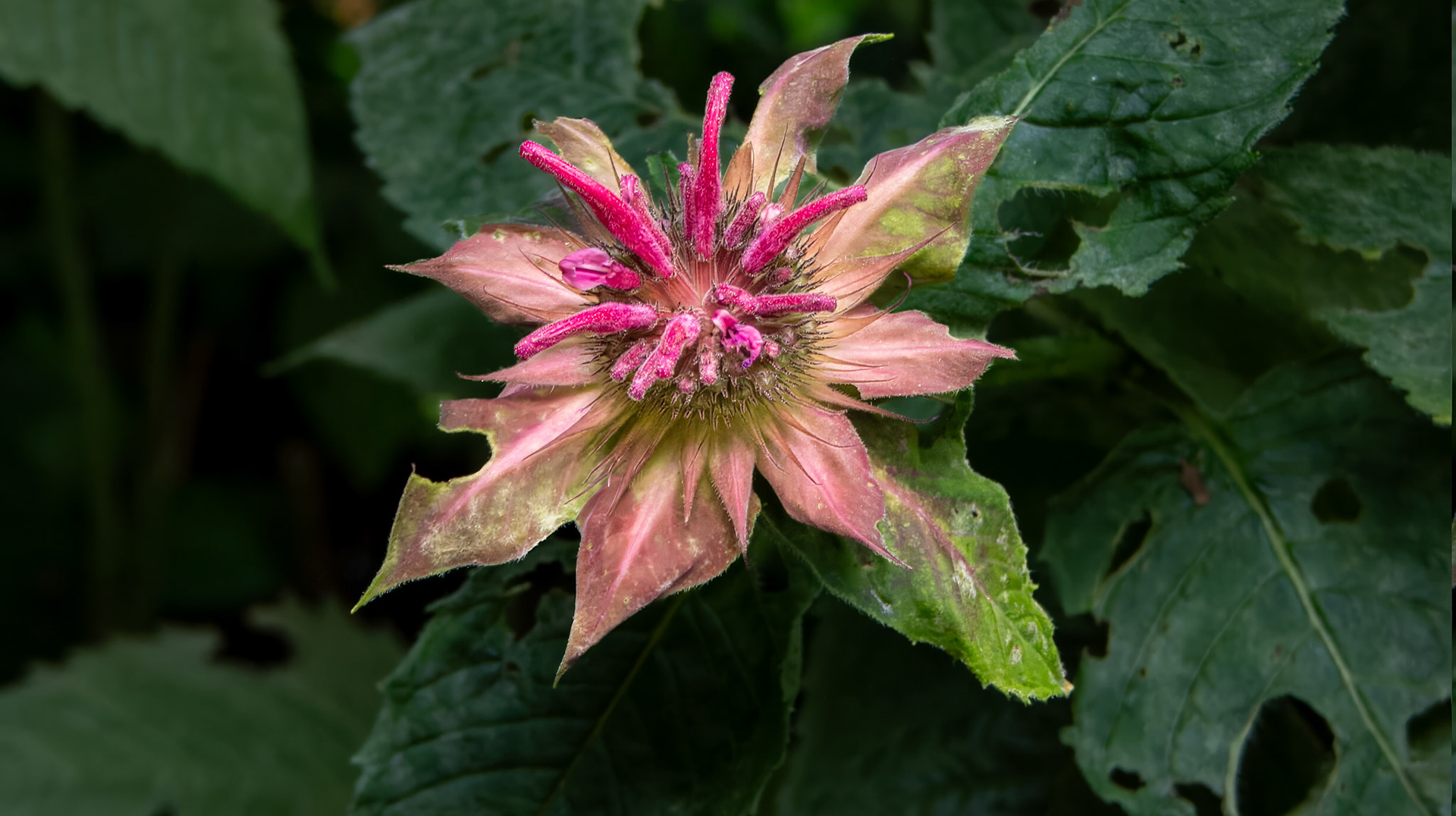 7/3/23 @ Mount Royal,  Dover Pa