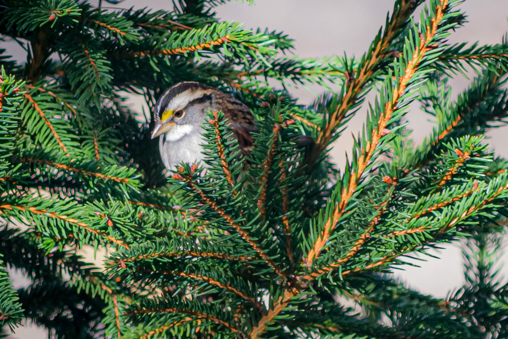 Birds, Whitethroated Sparrow CQ @  McNaughten Place, Columbus, Ohio