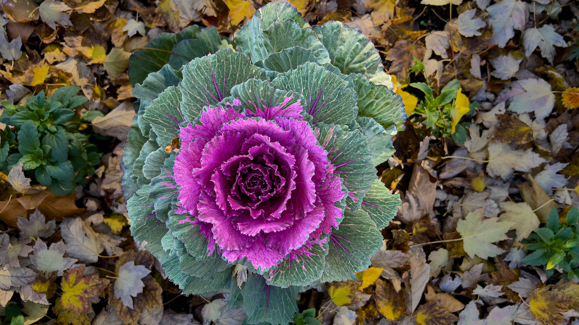 11/5/24-Ohio Living Westminster Thurber,  Columbus Oh