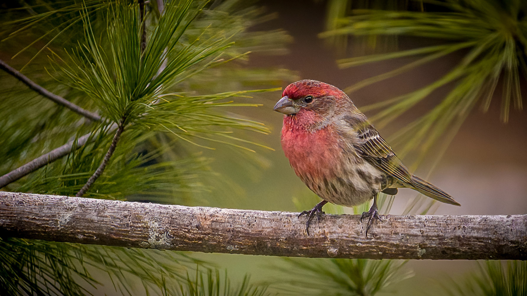 Birds, House Finch @  Scioto Audubon Metro Park⁩, ⁨Columbus⁩, ⁨Ohio⁩