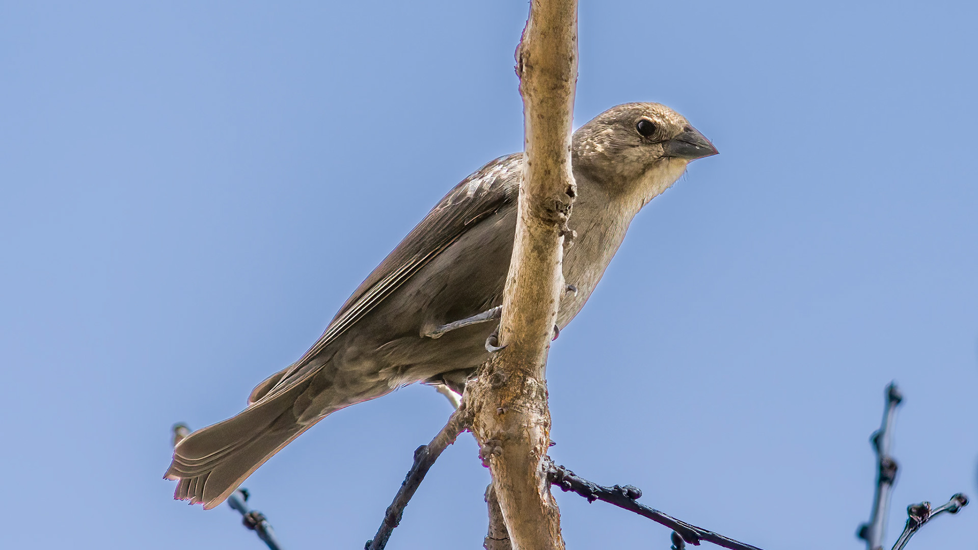 Brown-headed Cowbird @ Audubon Park,  Columbus Oh