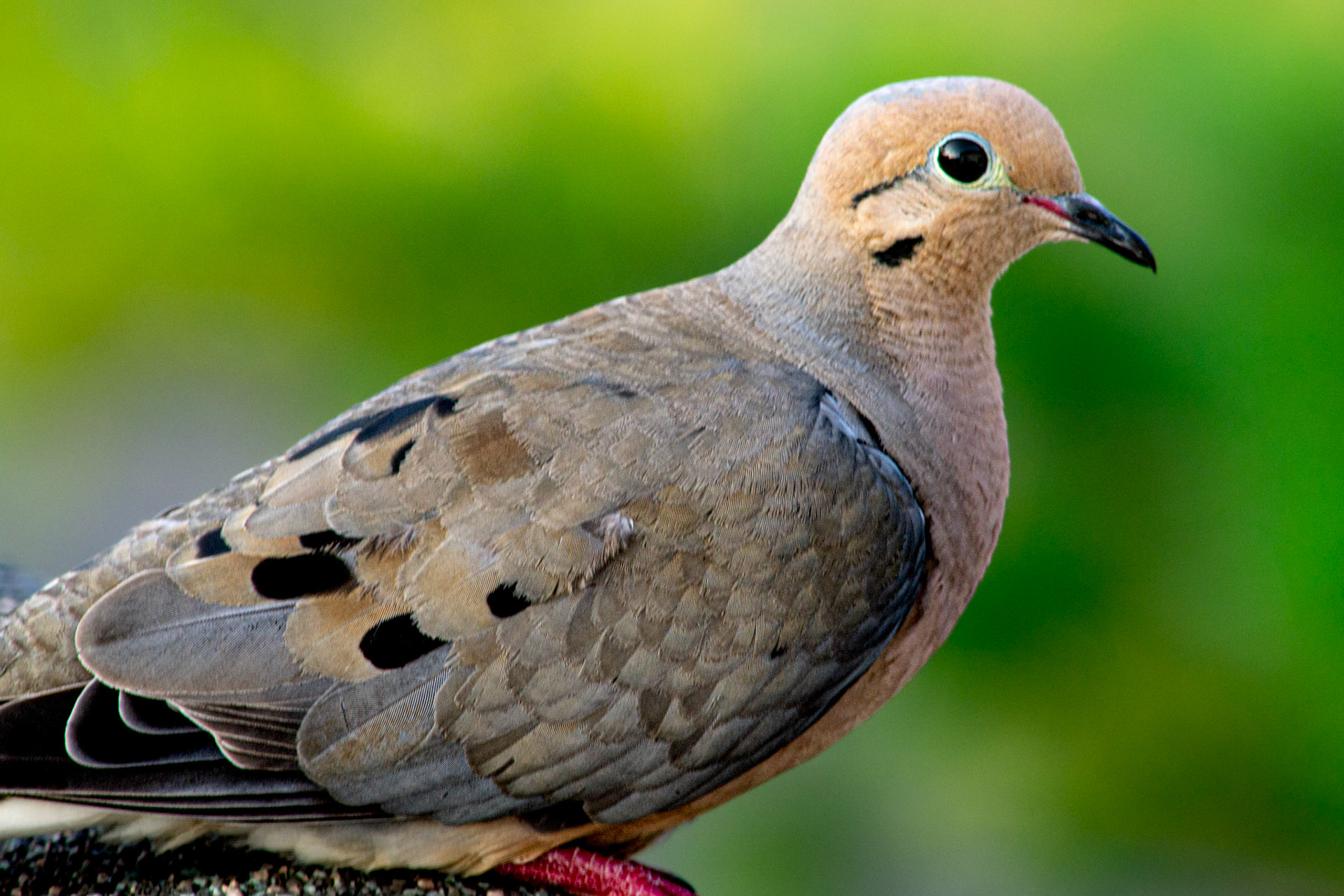 Morning Dove @ McNaughten Place, Columbus Oh