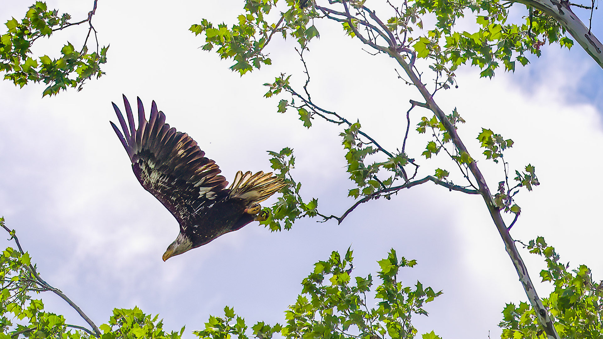 Bald Eagle @ Rush Creek Lake,  Rushville Oh