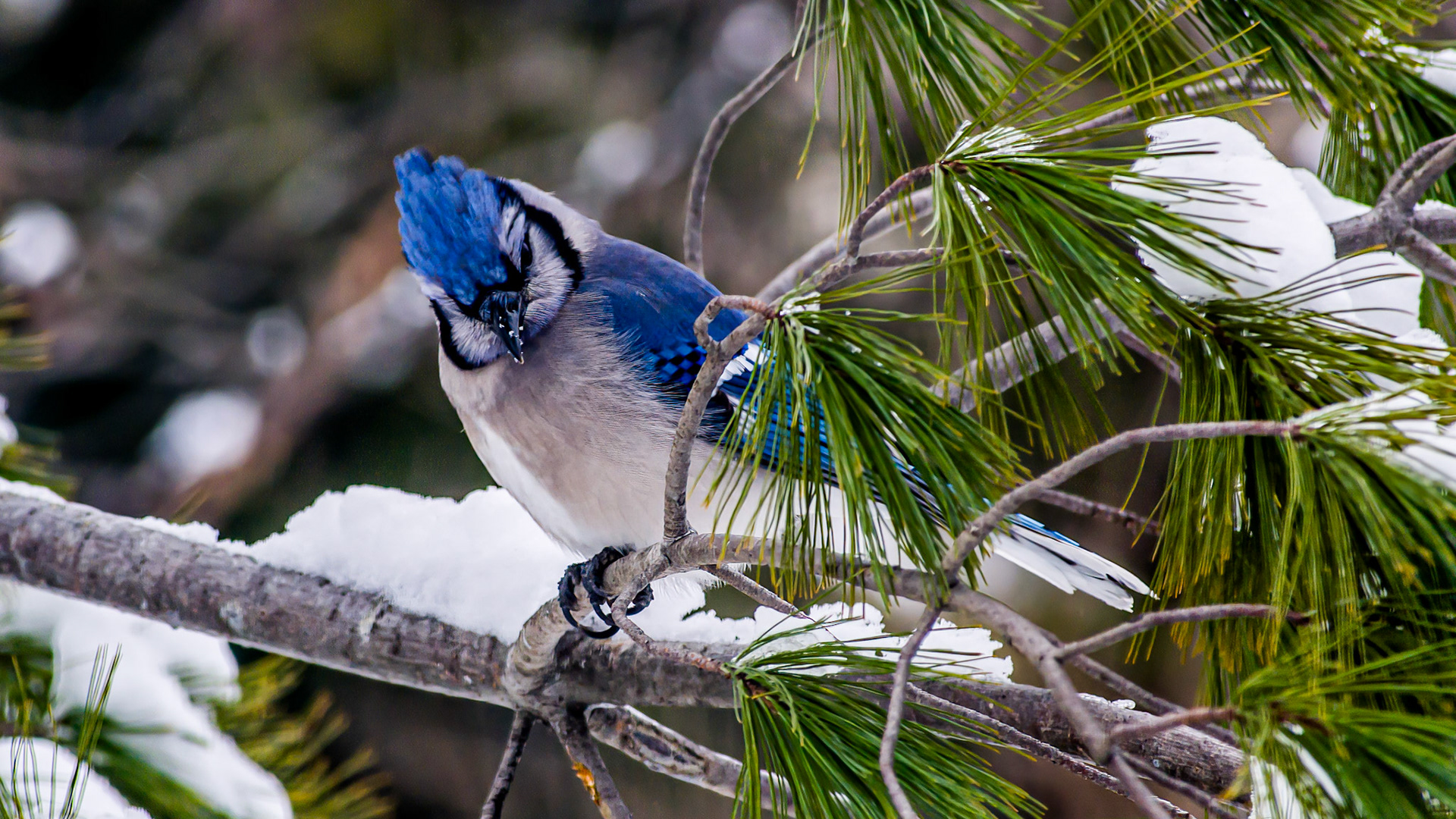 Blue Jay @ McNaughten Place,