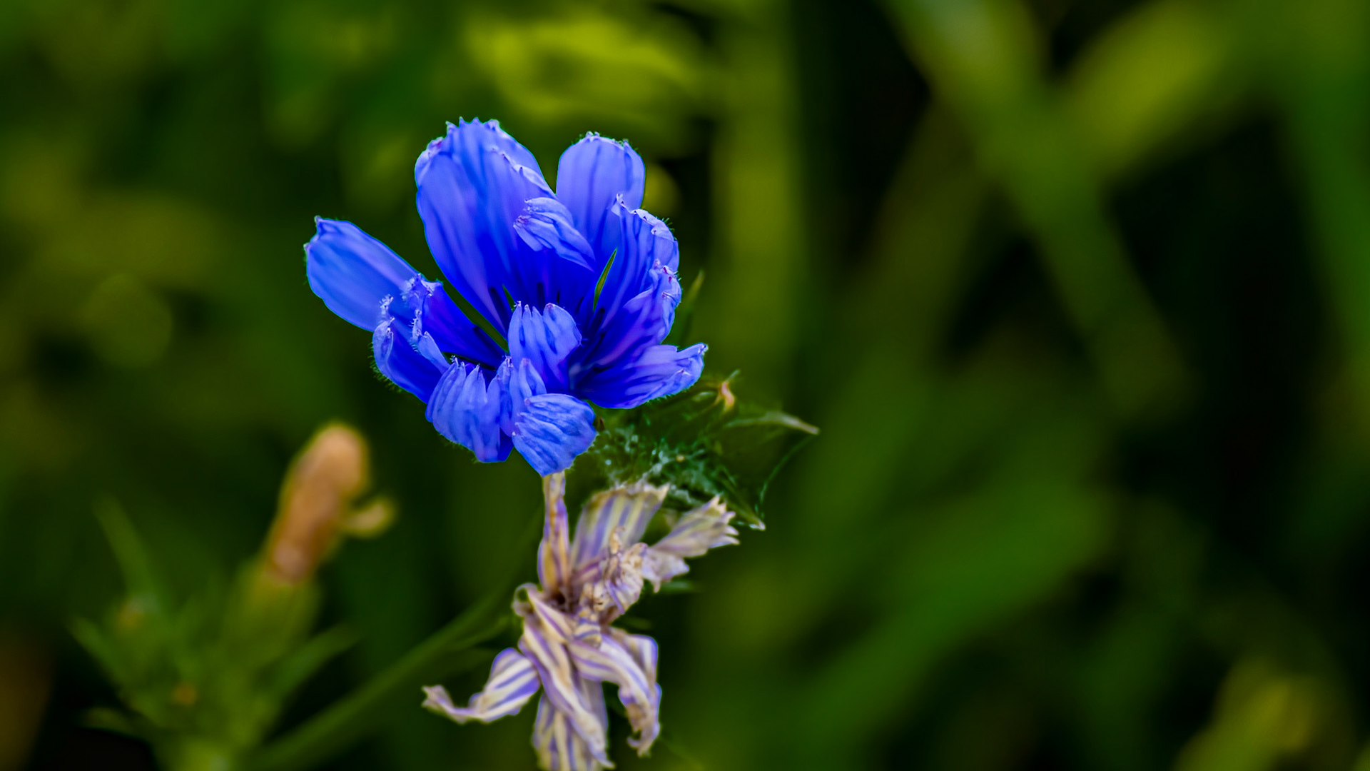 6/14/18-⁨Scioto Audubon Metro Park⁩, ⁨Columbus⁩, ⁨Ohio⁩, ⁨United States⁩