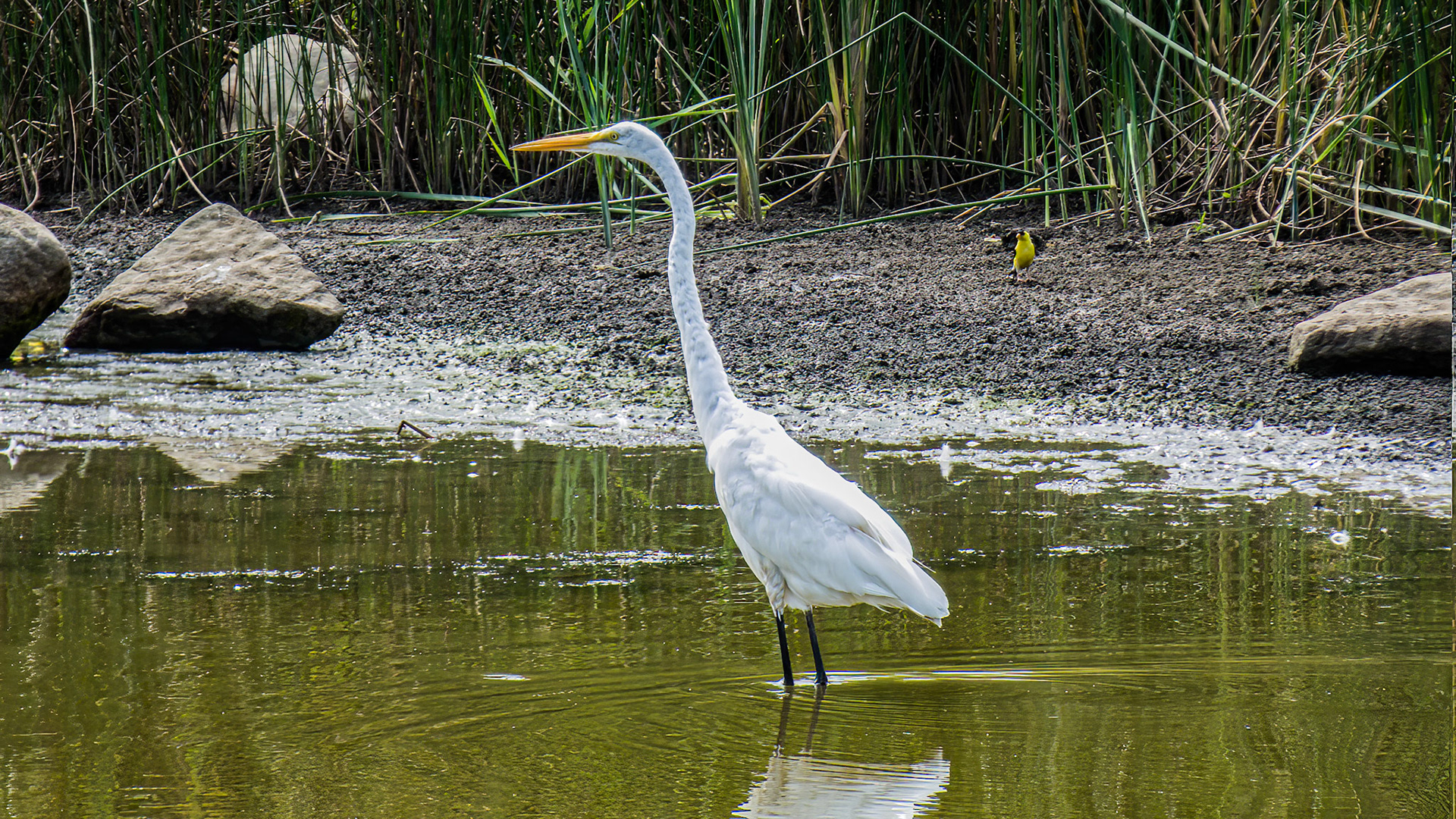 American Goldfinch, Great Egret @ Audubon Park,  Columbus Oh
