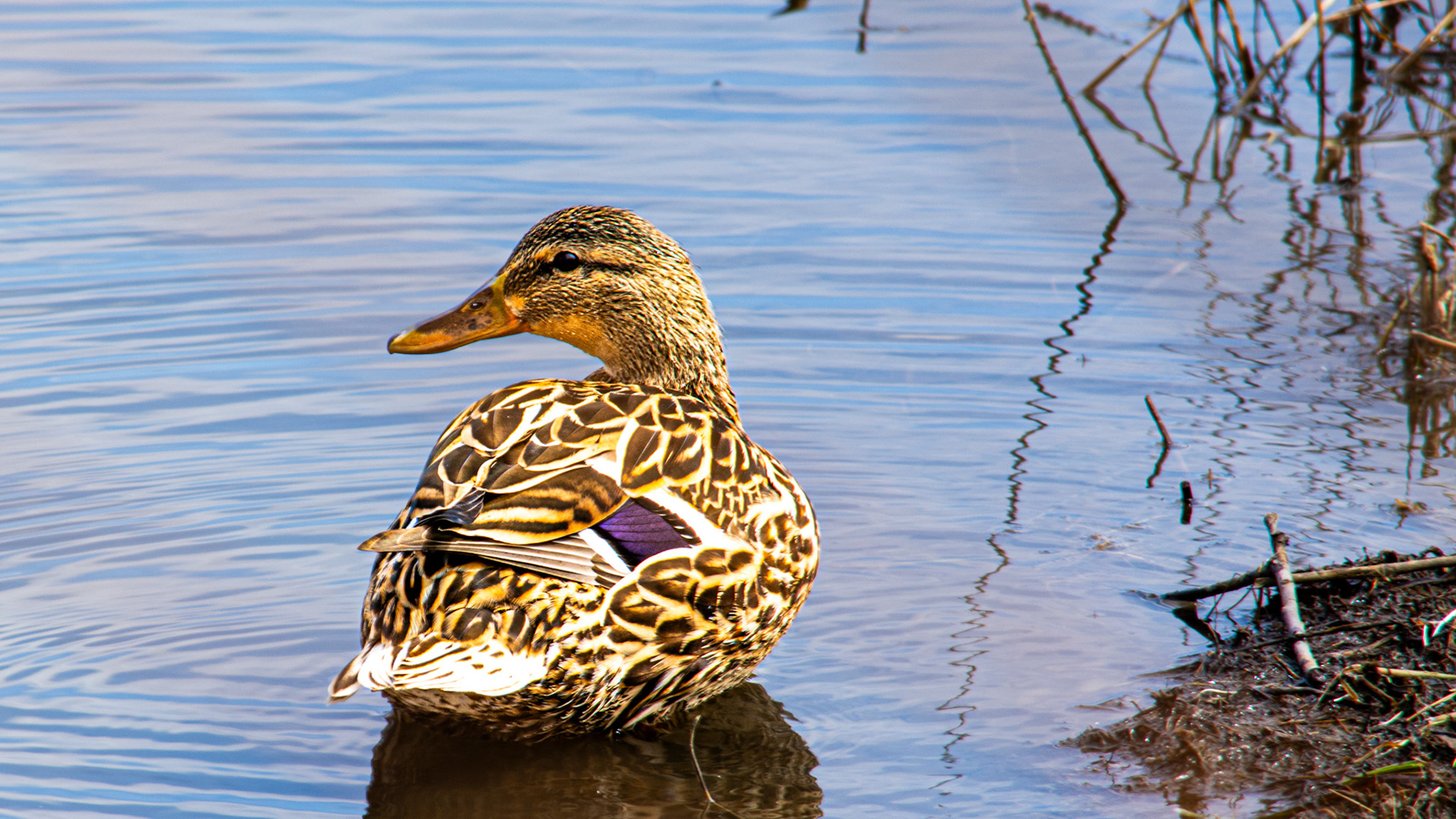 Mallard @ ,