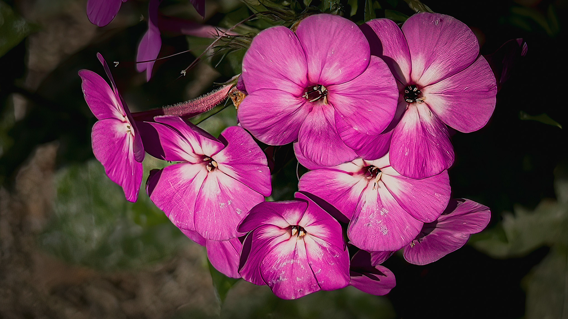 9/16/22-⁨Dawes Arboretum-Heath⁩, ⁨Ohio⁩, ⁨United States⁩