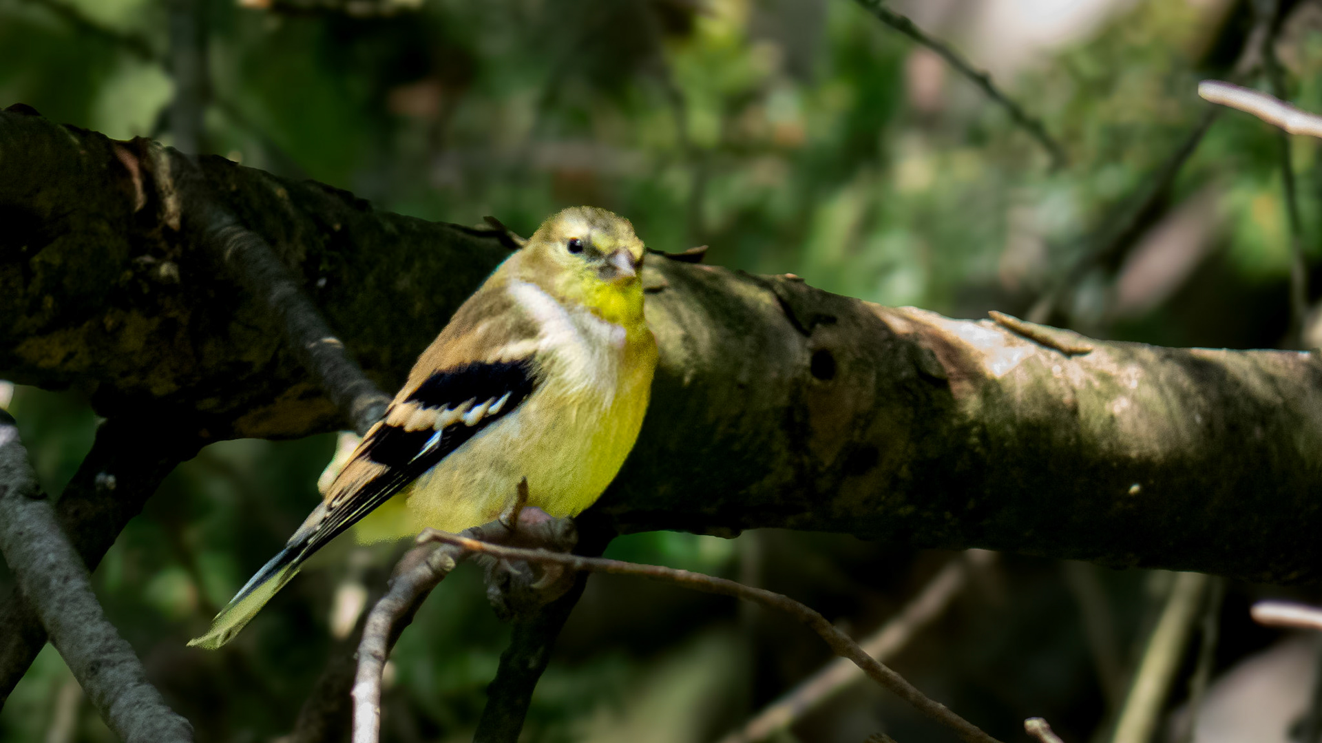 American Goldfinch @ Mount Royal,  Dover Pa pp