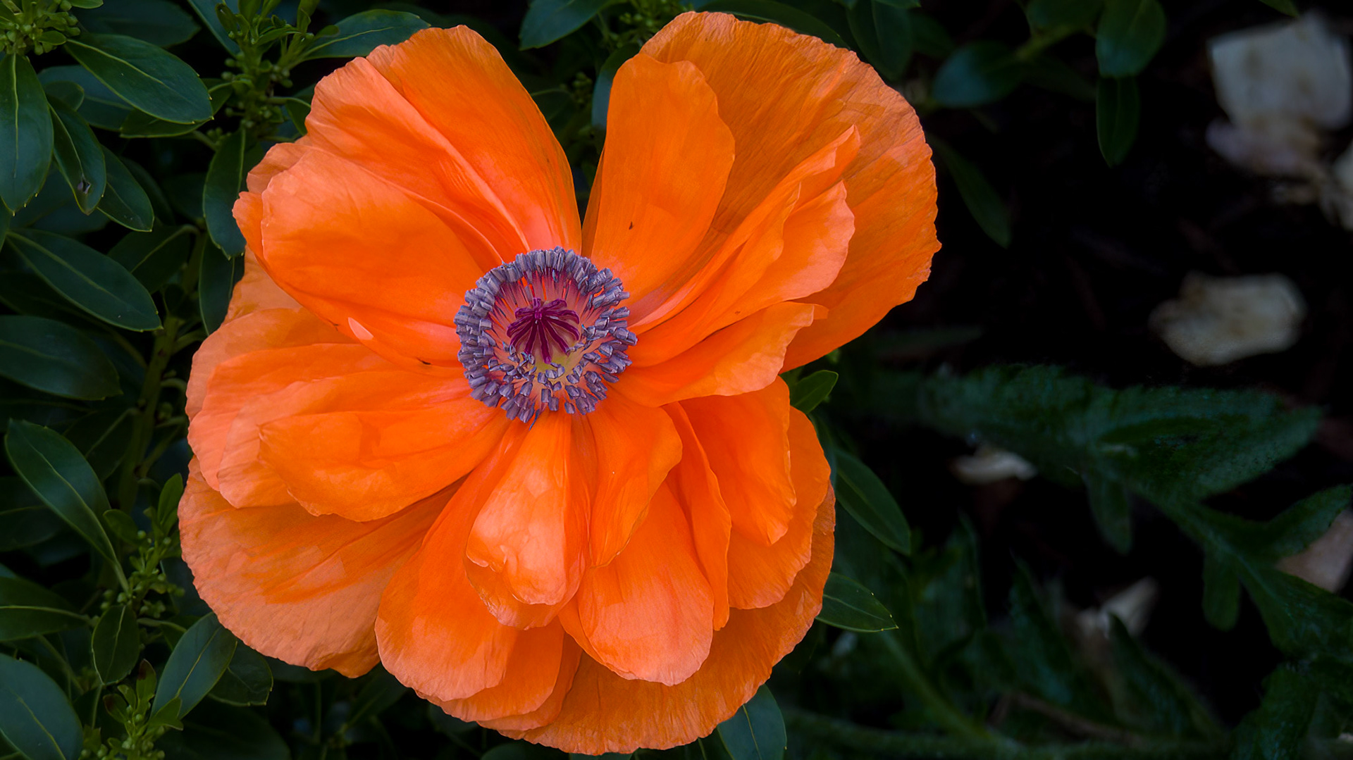 5/16/22 @ Mount Royal,  Dover Pa