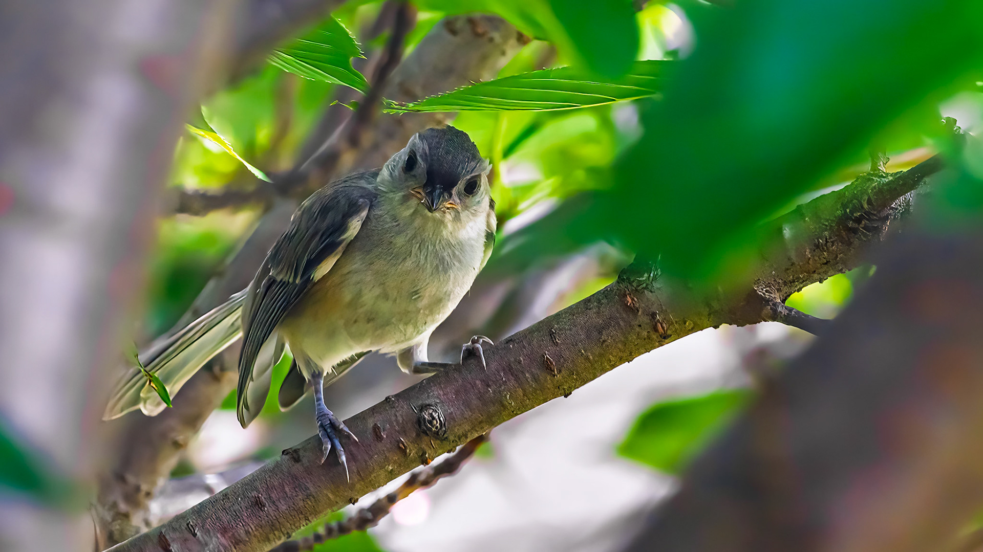Tufted Titmouse @ McNaughten Place,  Columbus Oh