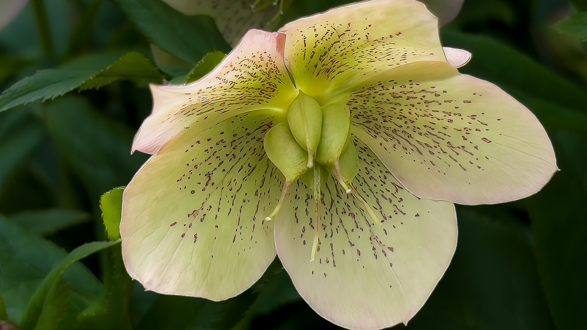 5/2/22 @ Kingwood Gardens,  Mansfield Oh