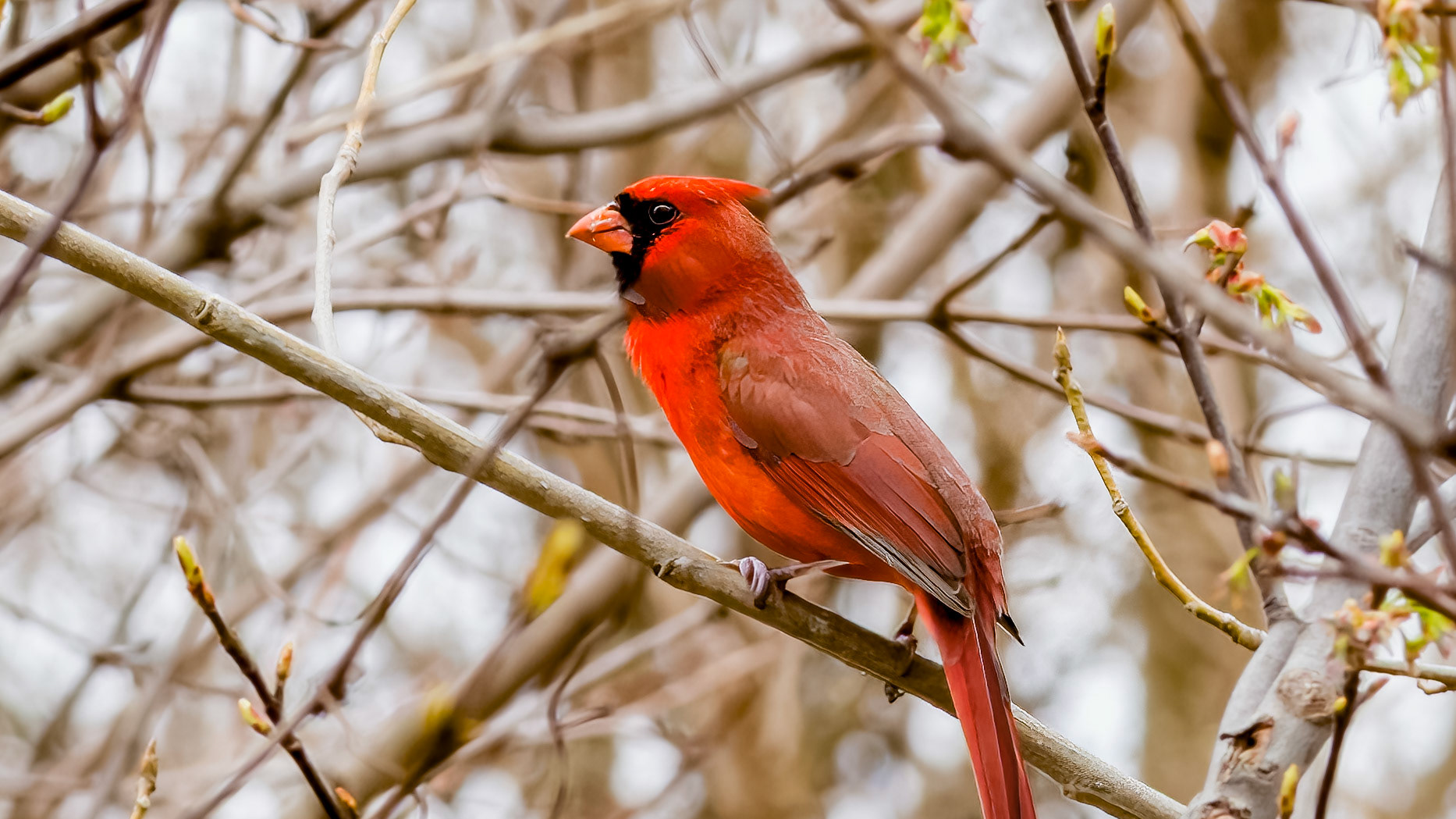 Birds, Northern Cardinal @ -⁨Scioto Audubon Metro Park⁩, ⁨Columbus⁩, ⁨Ohio⁩