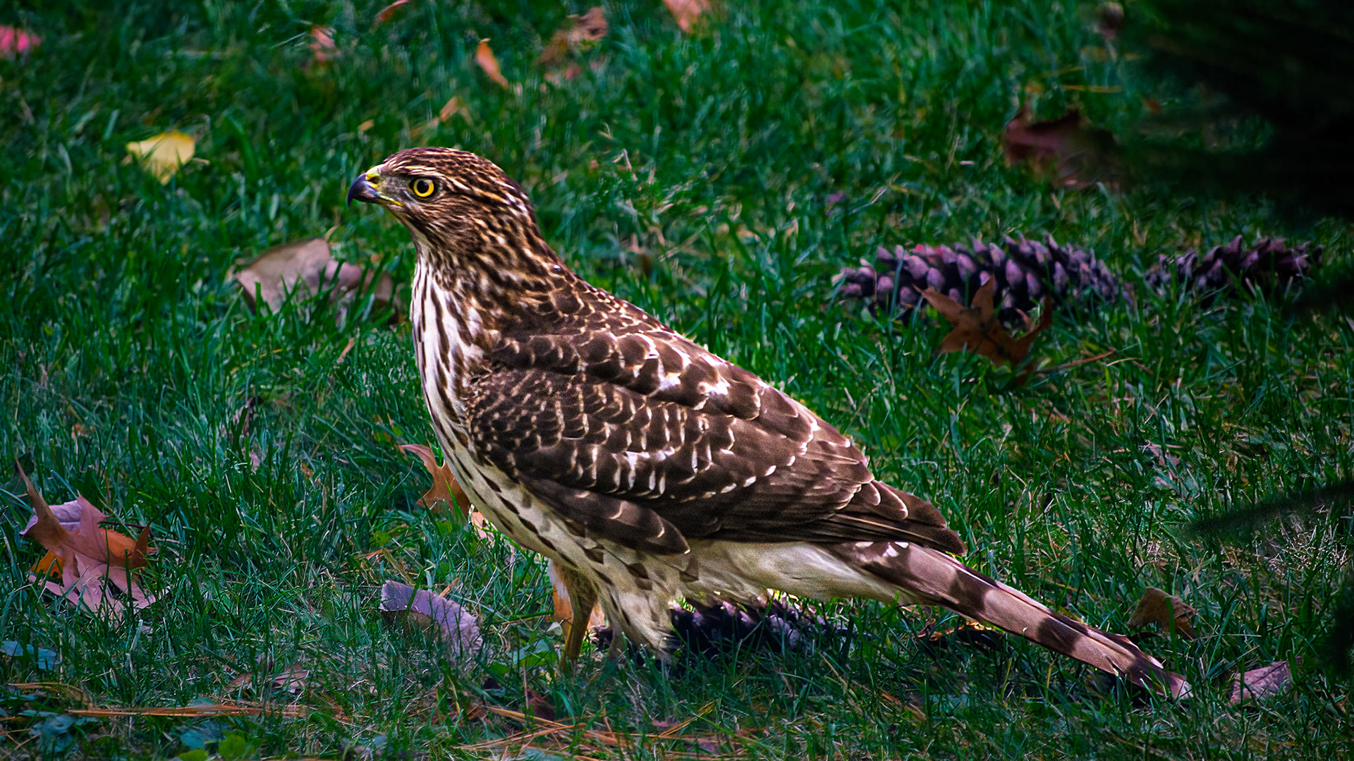 Coopers Hawk @ McNaughten Place,  Columbus Oh