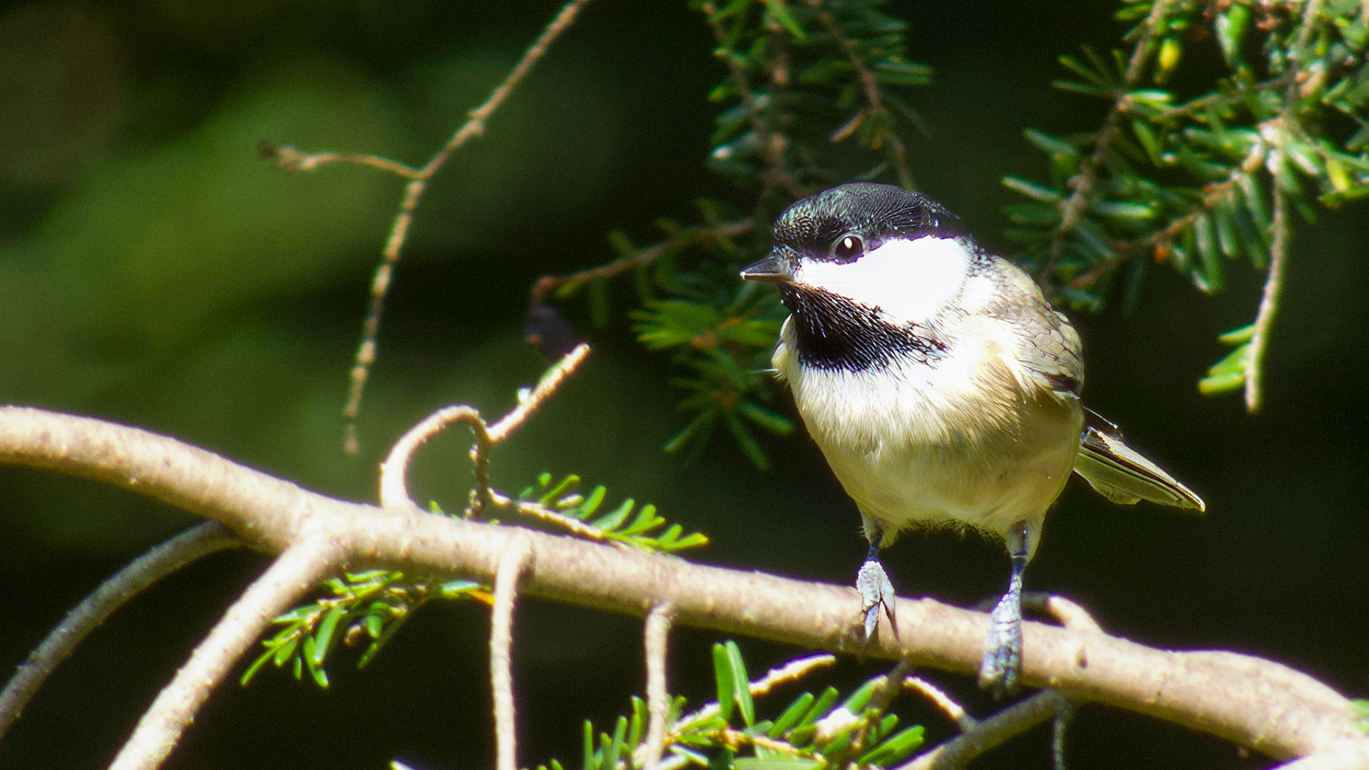 Black-capped Chickade @ Mount Royal, Dover Pa
