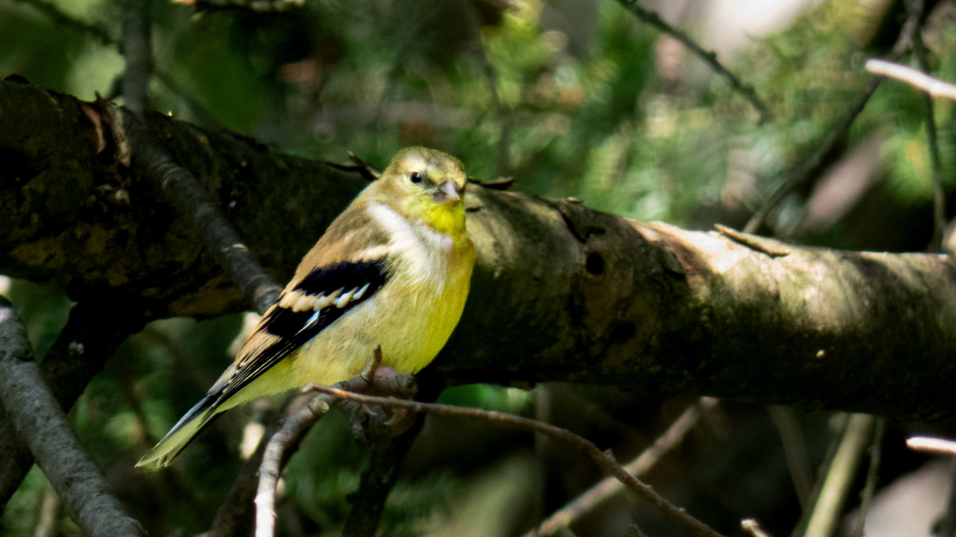 American Goldfinch @ Mount Royal,  Dover Pa pp