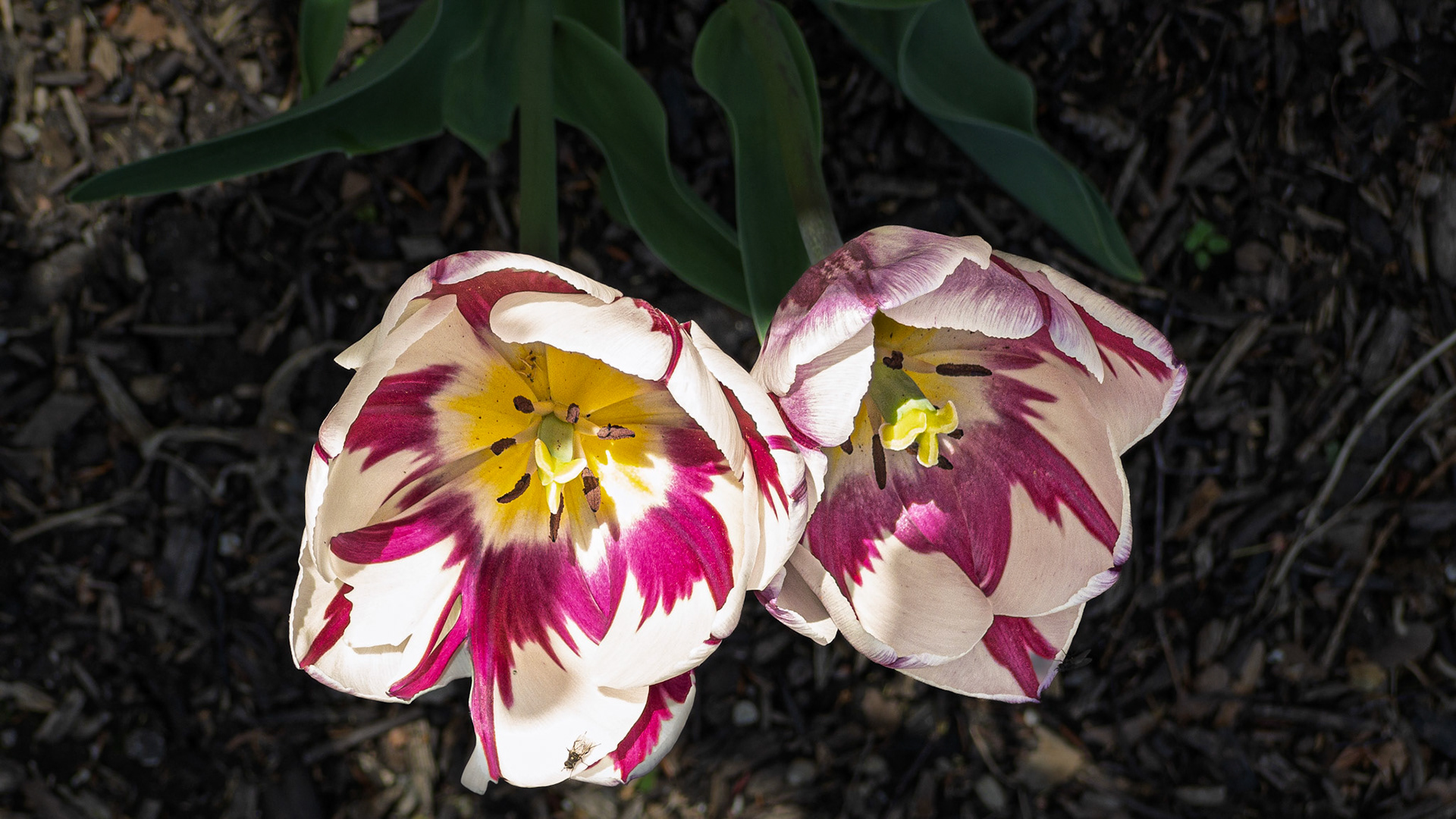 04/12/2026-Victorian Village