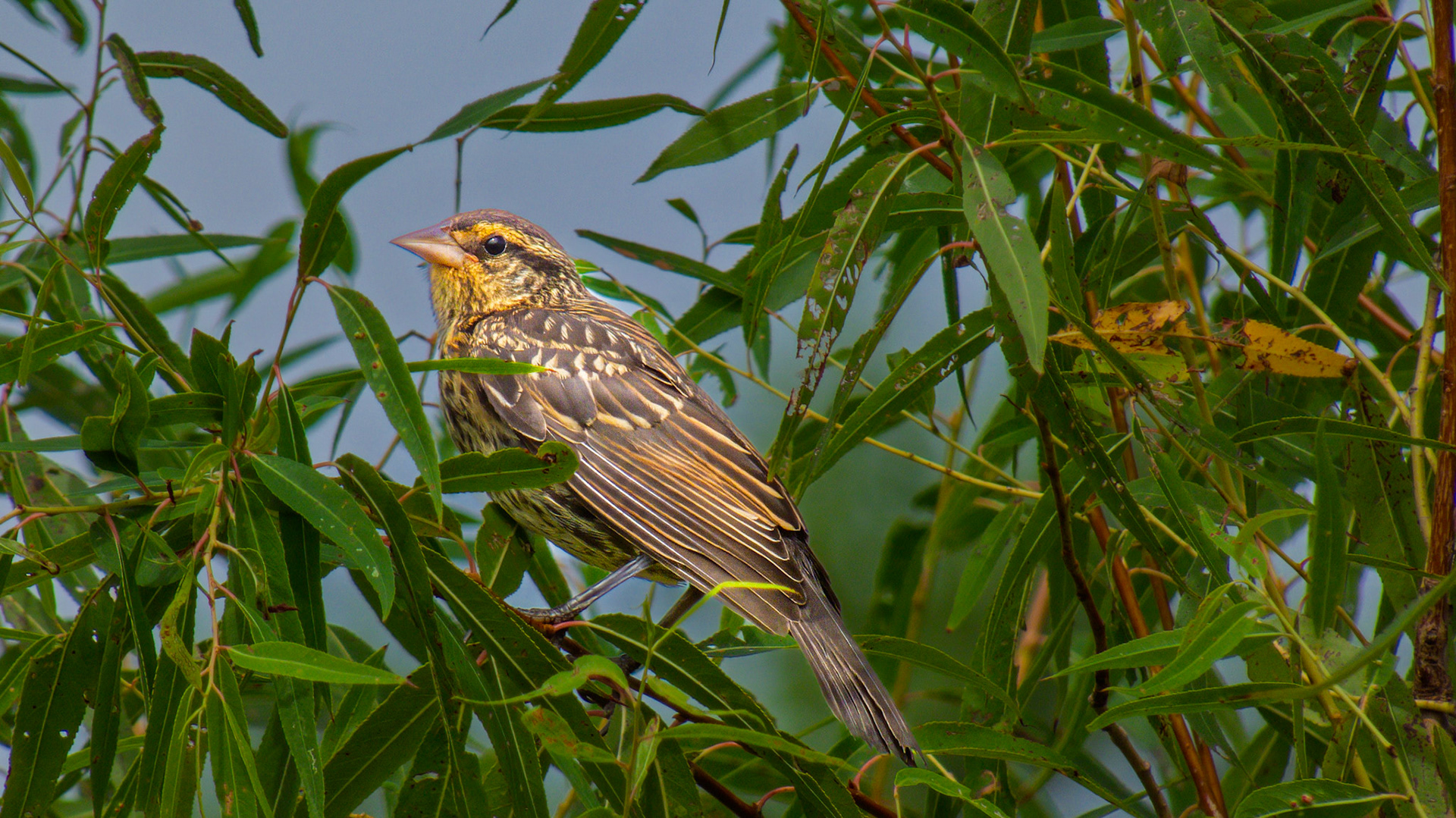 Redwinged Blackbird @ Audubon Park- Females are streaked brown and often confused with sparrows.