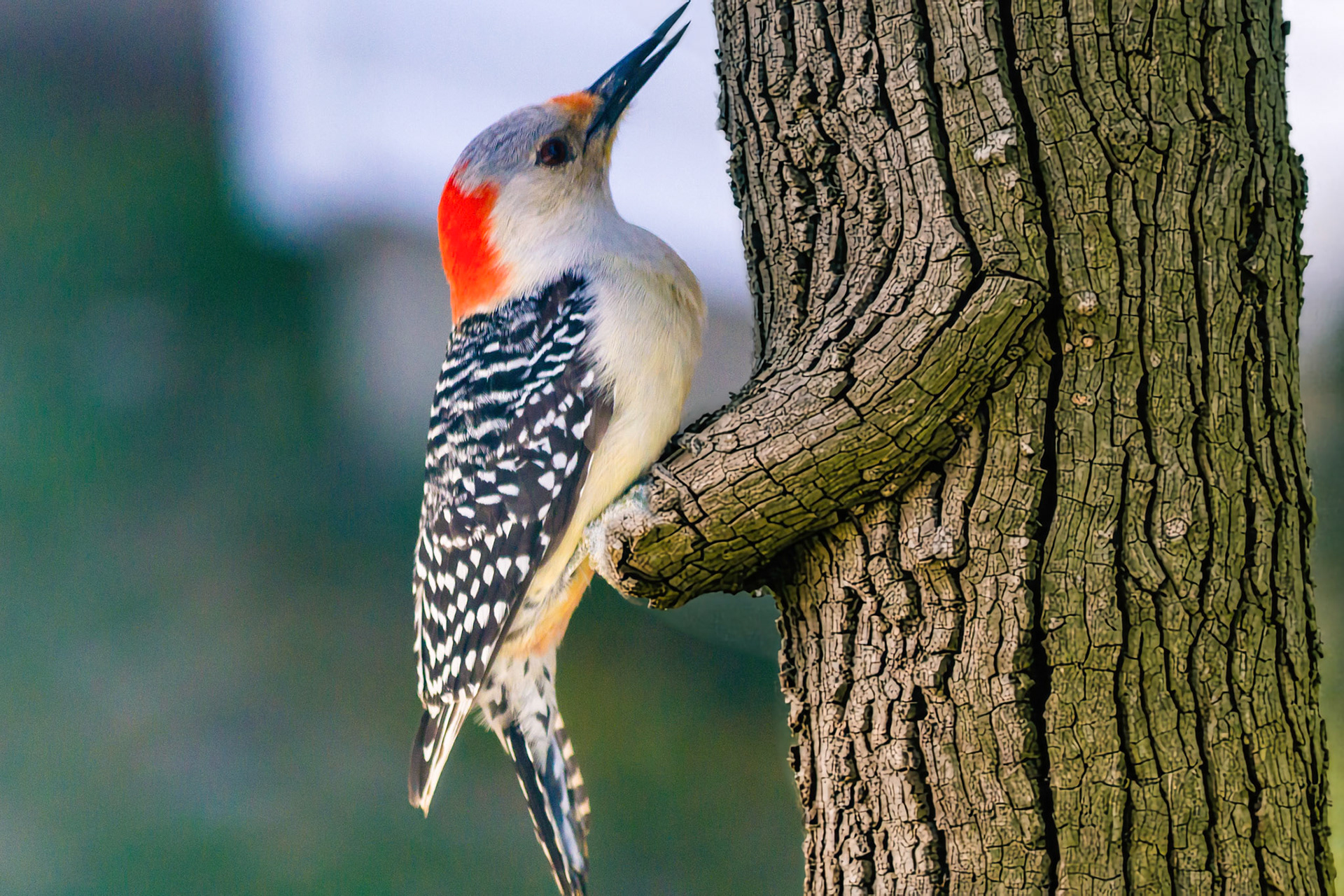 McNaughten Place-Columbus, Oh -- Redbellied Woodpecker