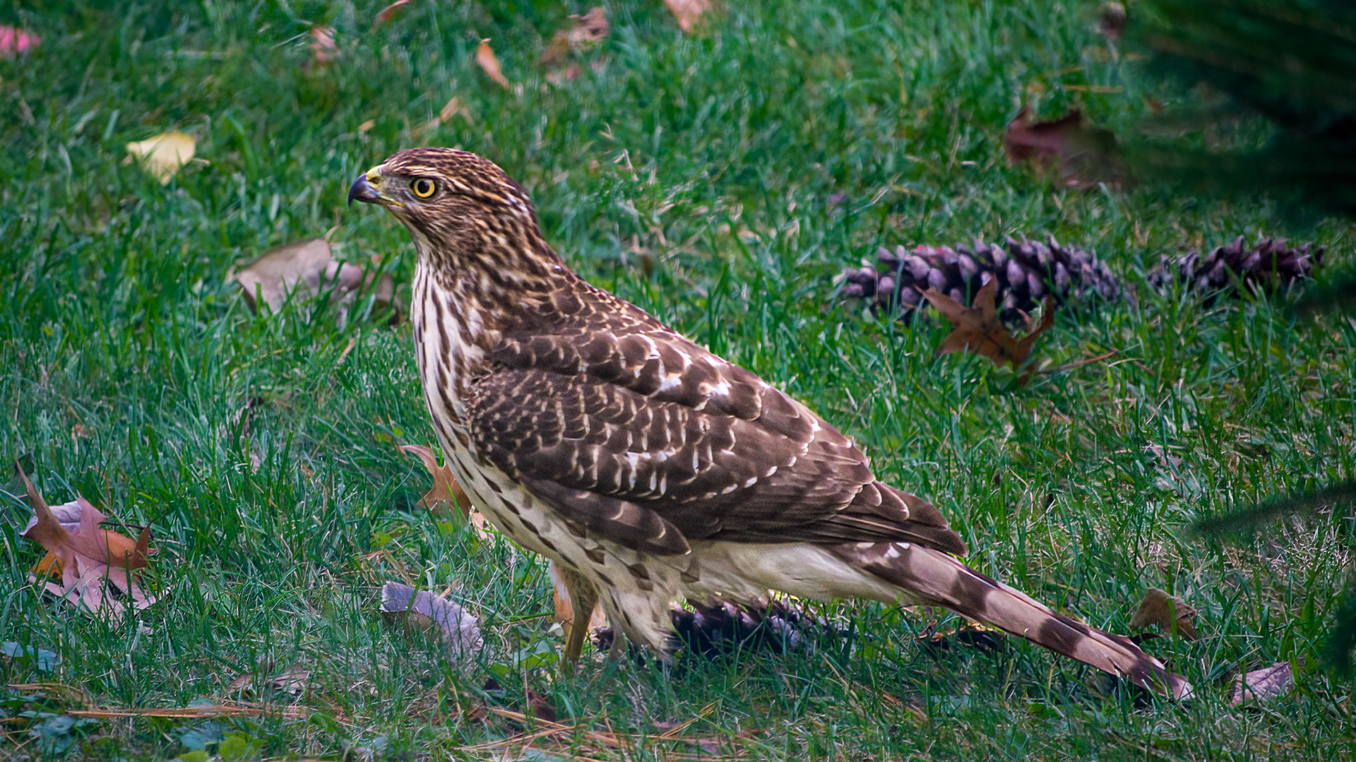 Coopers Hawk @ McNaughten Place,  Columbus Oh