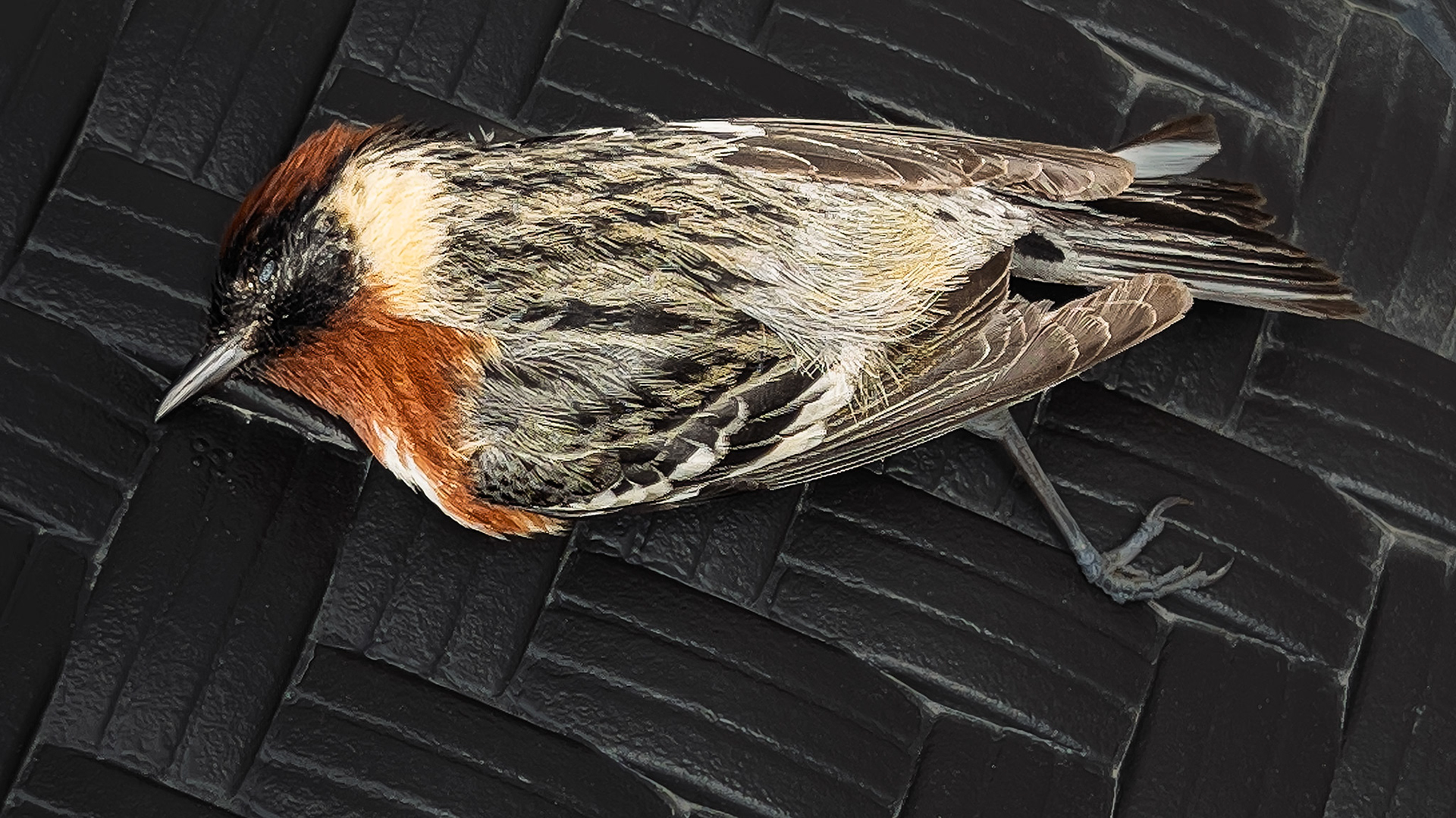 Bay-breasted Warbler died during spring migration to Canada
