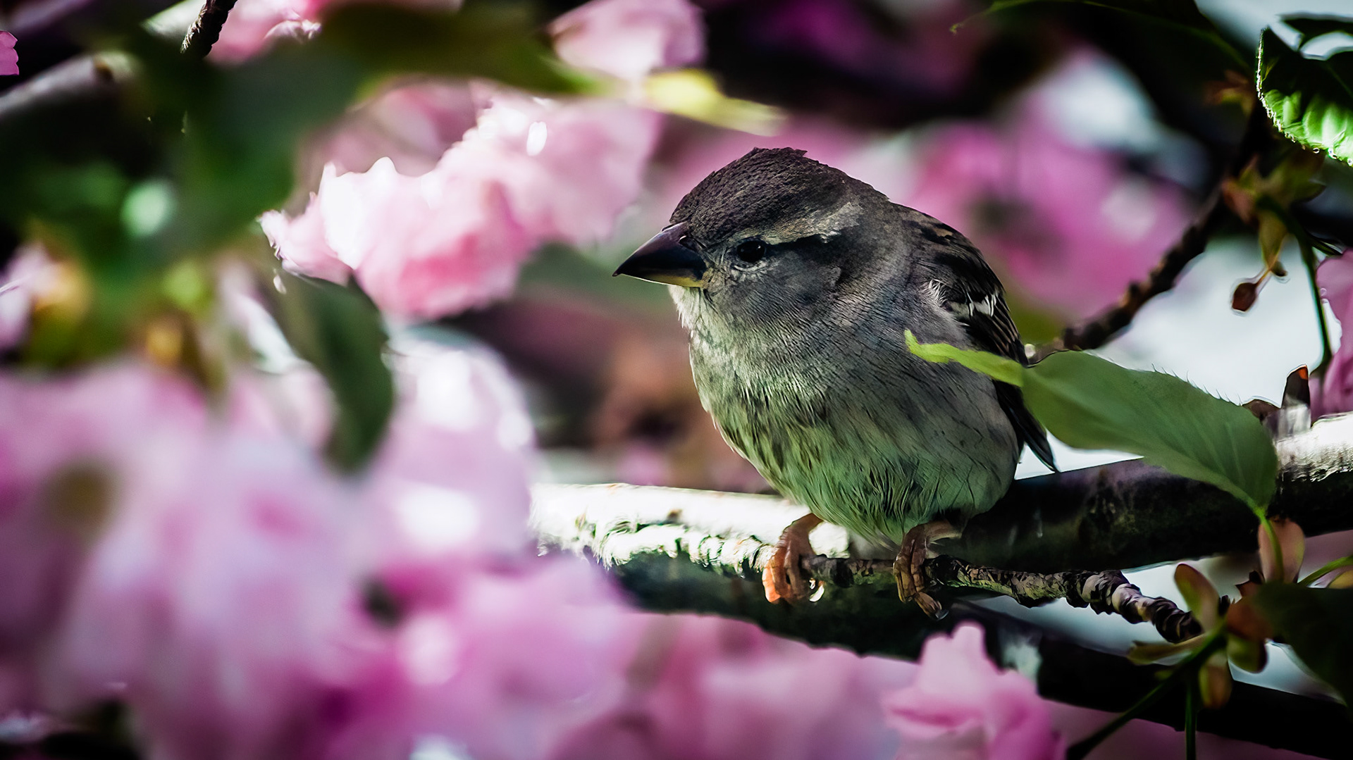 House Sparrow @ McNaughten Place,