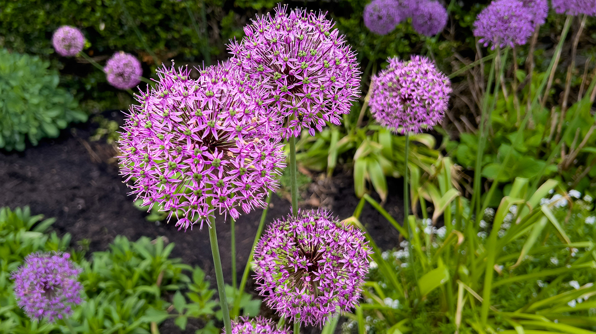 5/5/25-Victorian Village,  Columbus Ohio